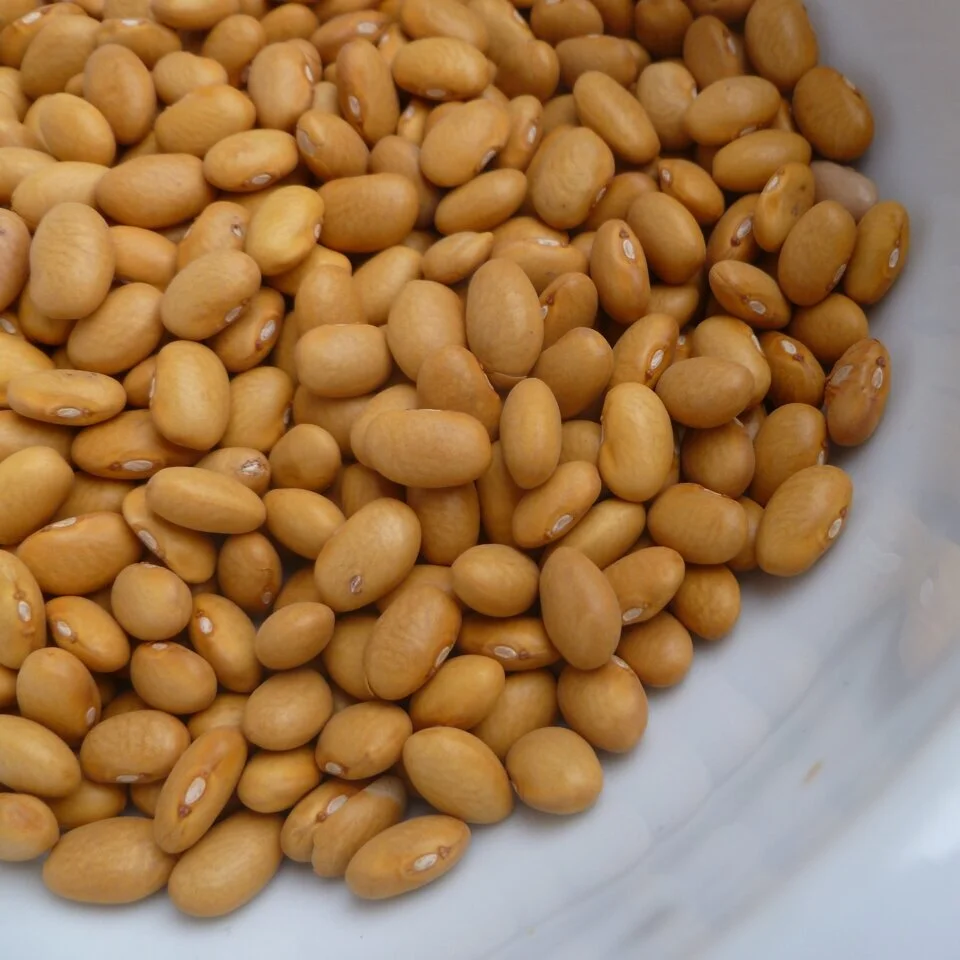 Dried Old Indian Woman Beans