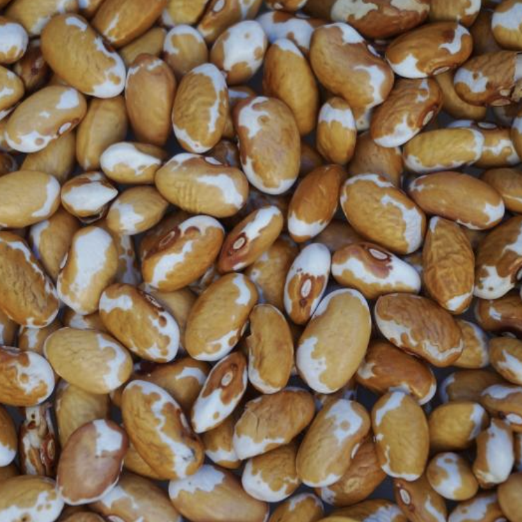 Dried Zuni Gold Beans