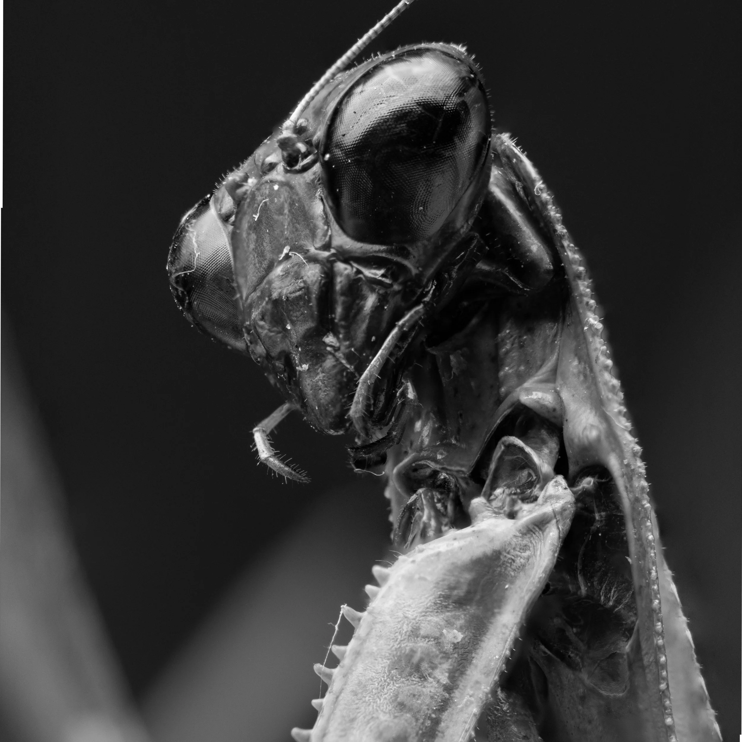 Fear of Bugs