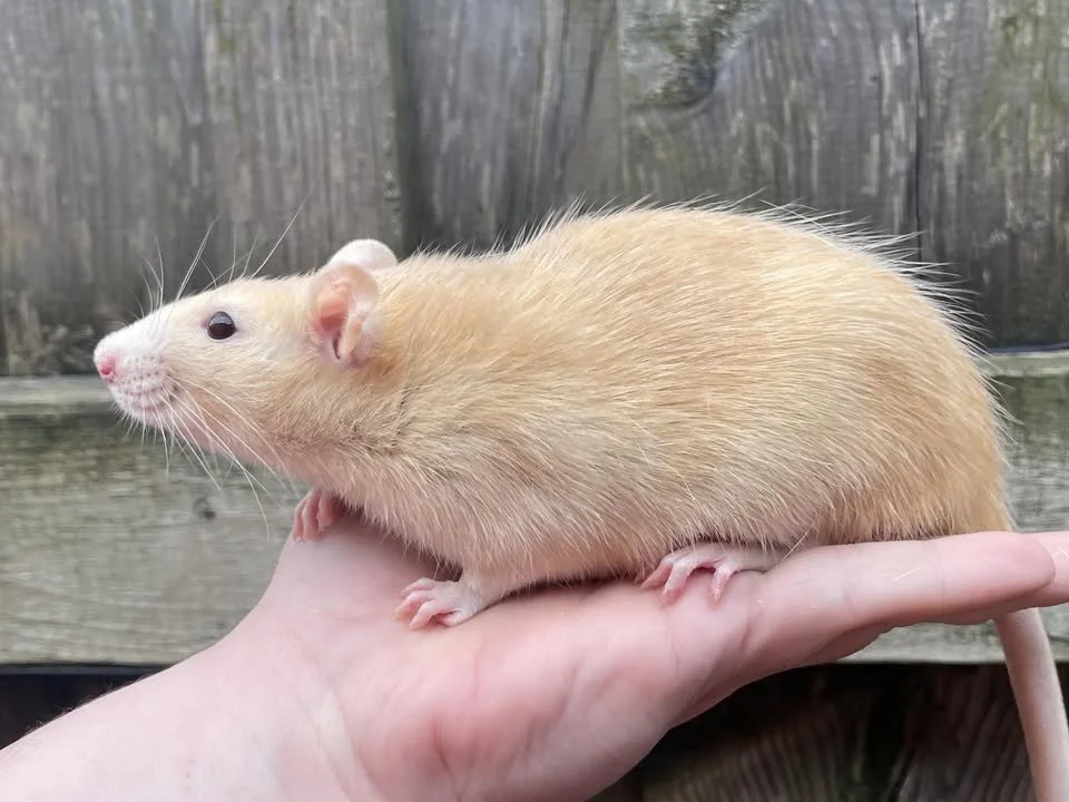 ewr rat.jpg