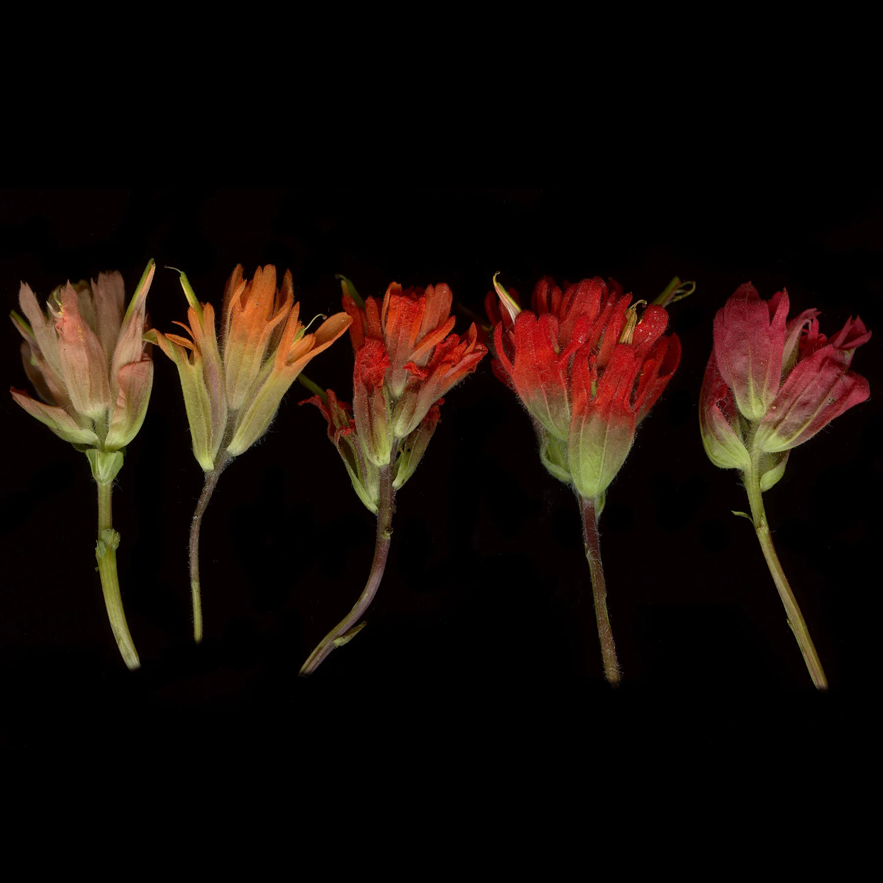 paintbrush.jpg