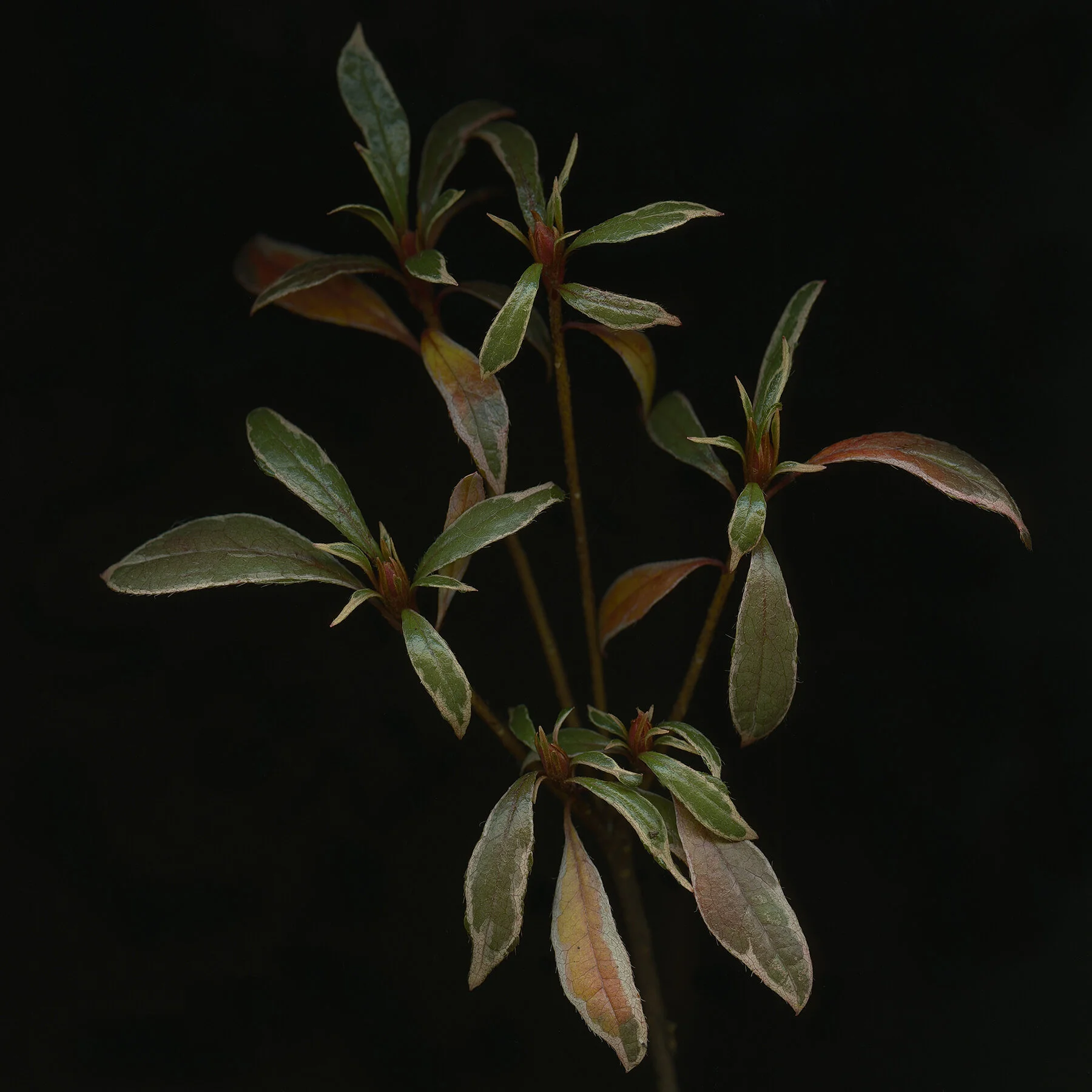 abelia.jpg