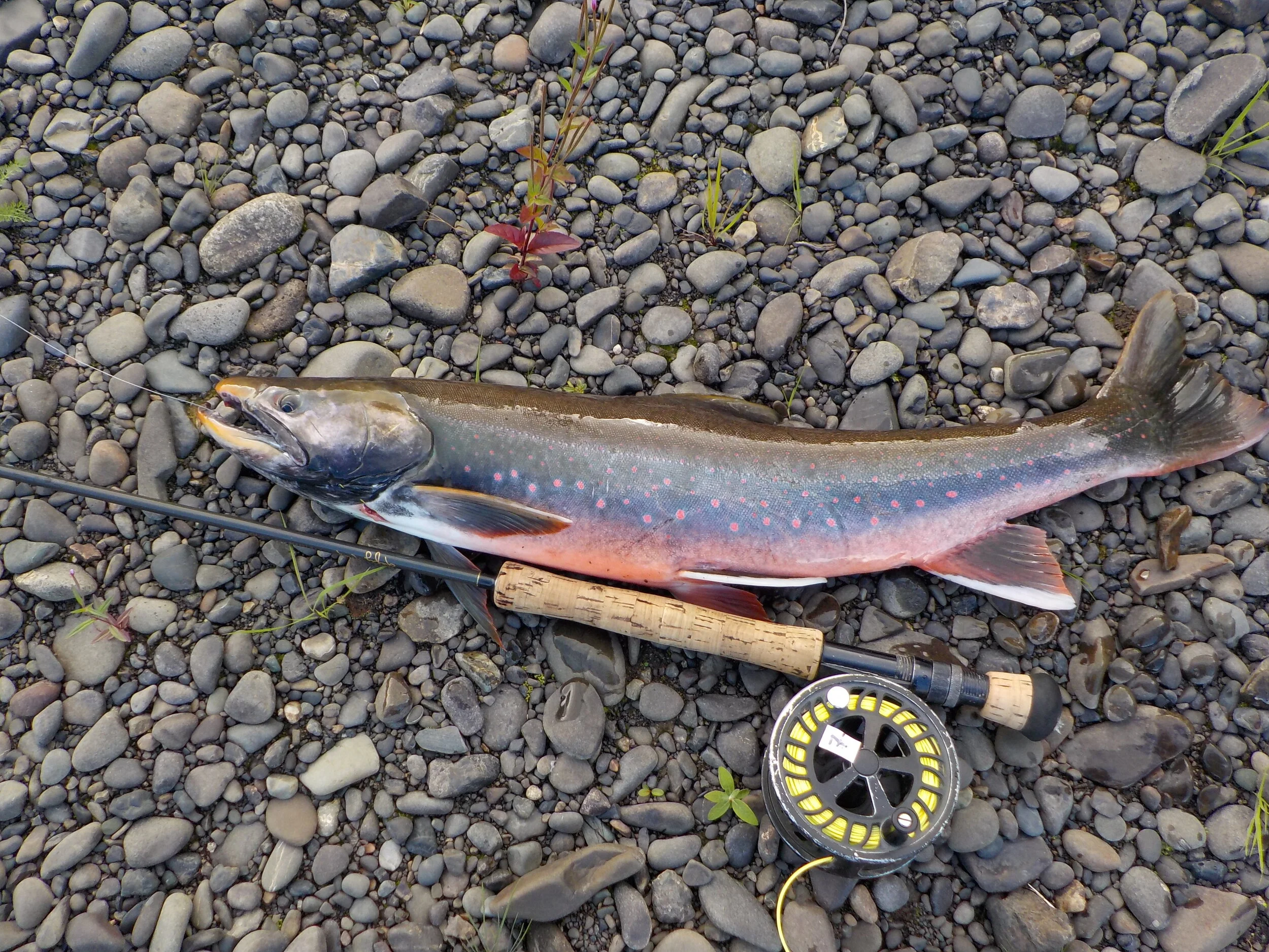alaska leo joe aug 2017_15.JPG