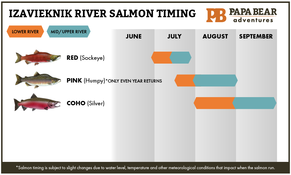 Papa Bear Adventures Izavieknik River Salmon Timing Chart.png