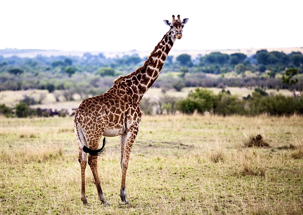 Giraffe.jpeg