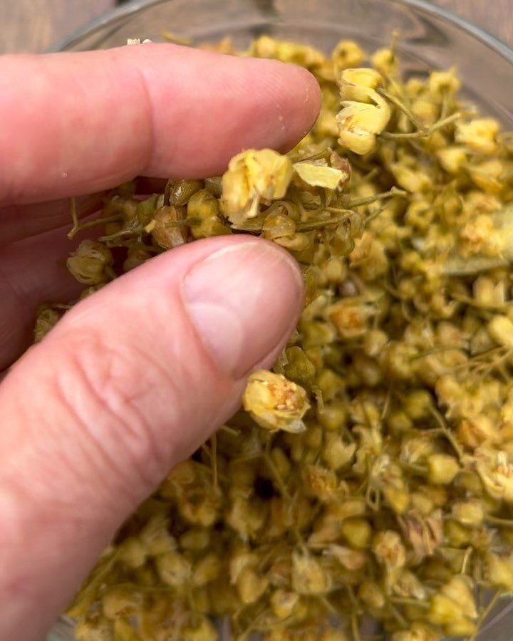 Day 2&hellip;.what happens to the lime flowers used to make lime flower syrup? 

Dehydrate until crispy and ready to be added to hot water as sweetened linden tea, eaten as a snack or added to breakfast cereal 😋

Zero waste wherever possible&hellip;