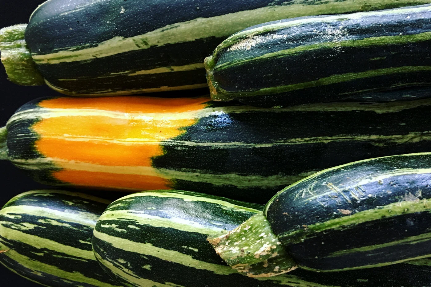 Zucchini