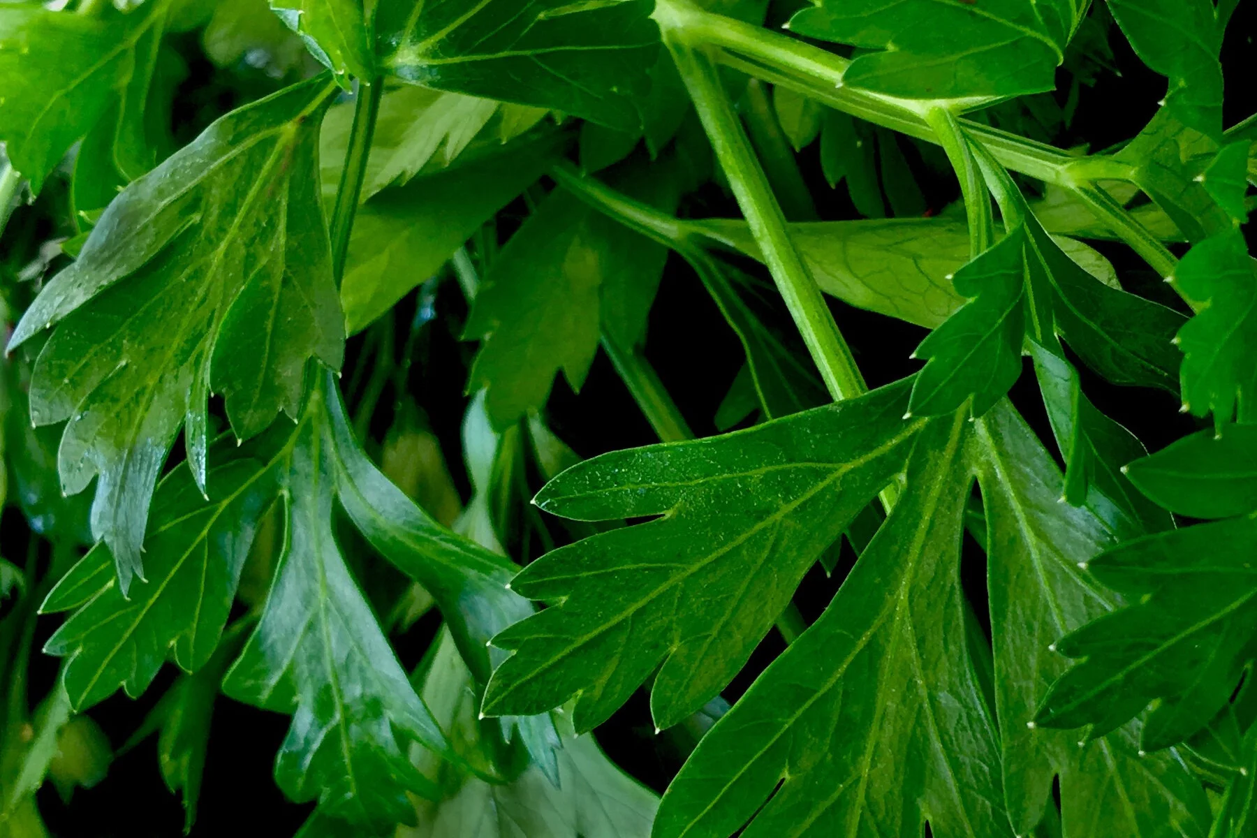 Herbs