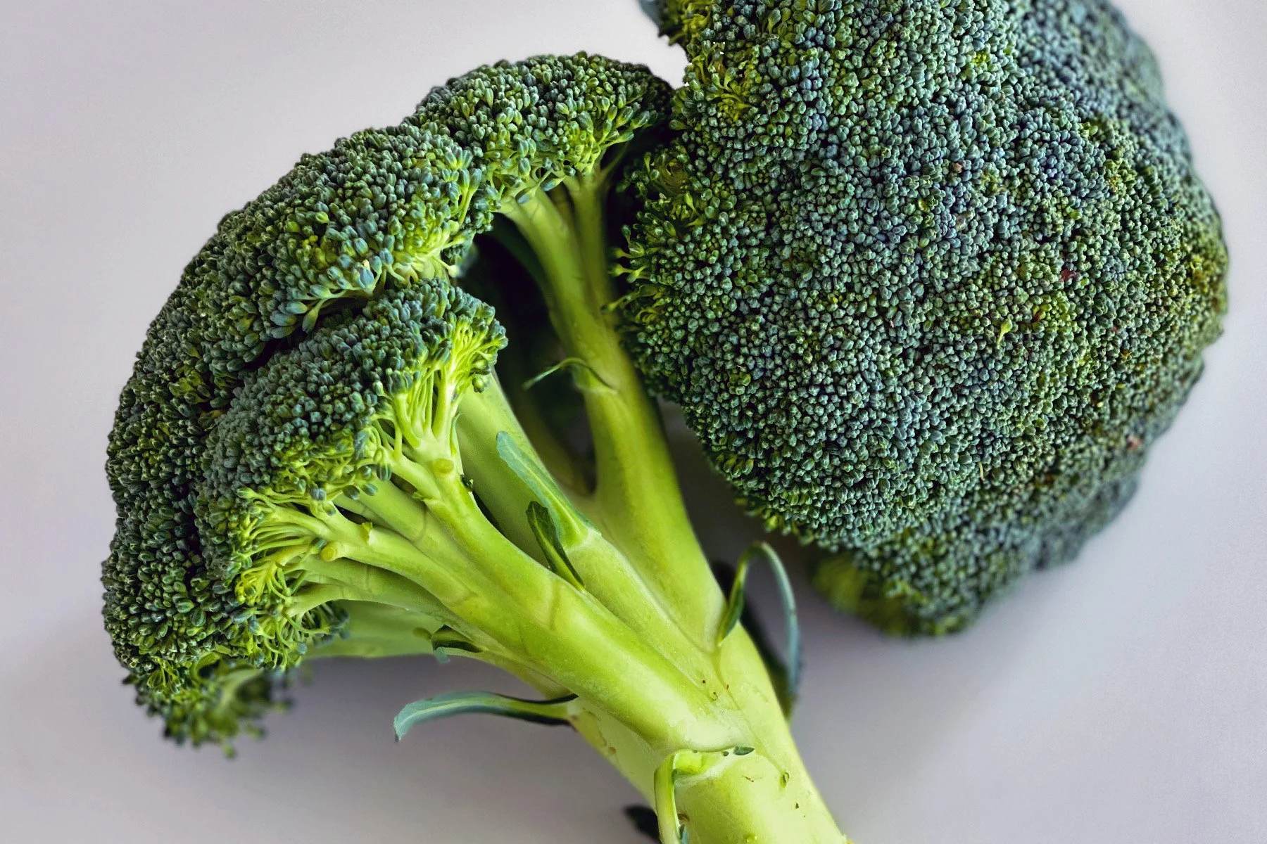Broccoli