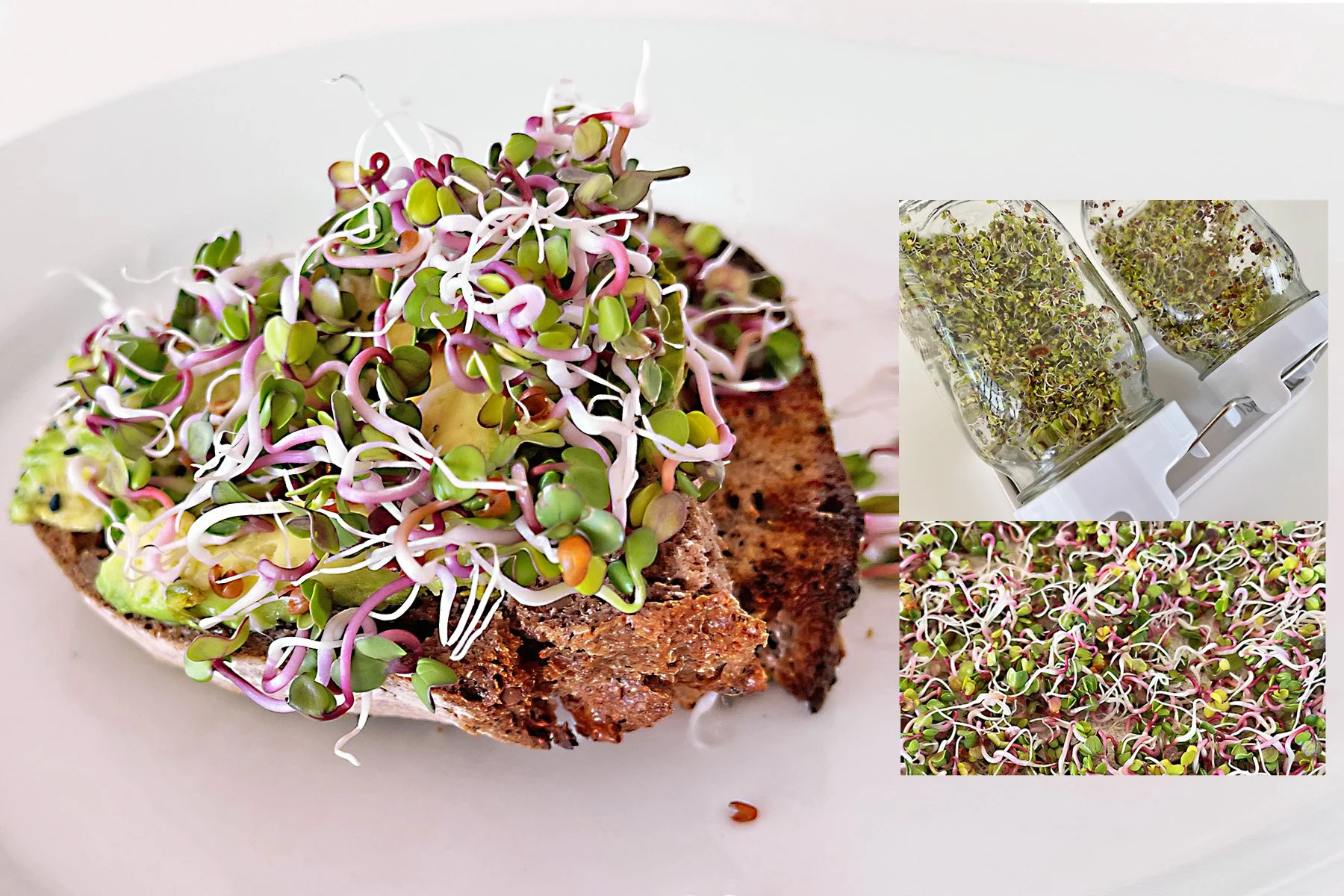 Fresh Sprouts - Grow them on your kitchen counter!