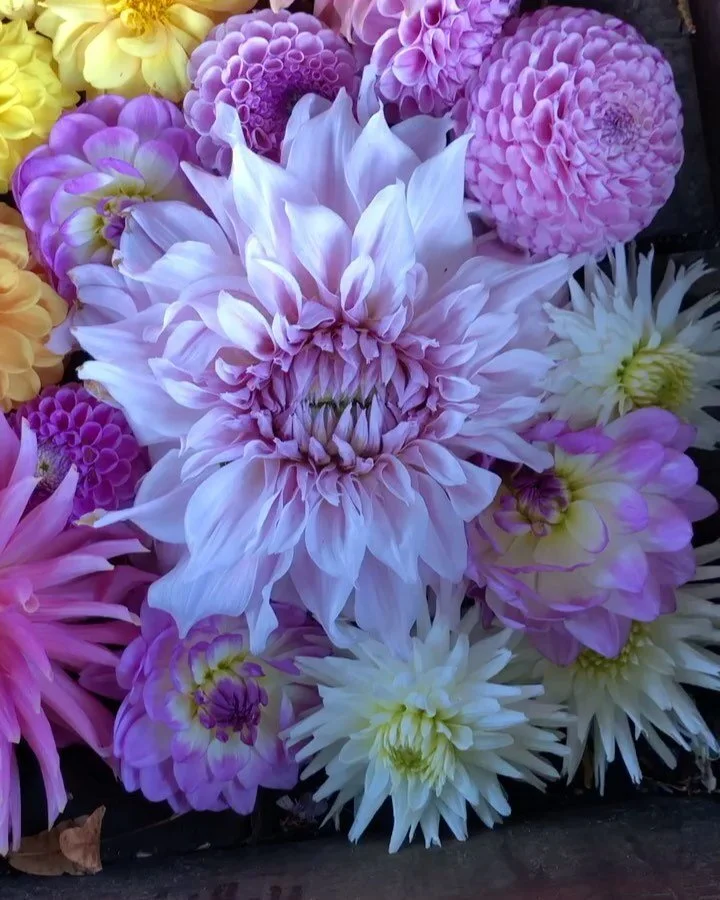 Genau jetzt im grauen November tut es gut diese Farben wiederzusehen. 
Ich hab einen warmen Oktobernachmittag genutzt um diese Farbpalette mit meiner Kamera festzuhalten. So eine detailreiche Vielfalt kann sich nur die Natur ausdenken.

Ein paar Erge