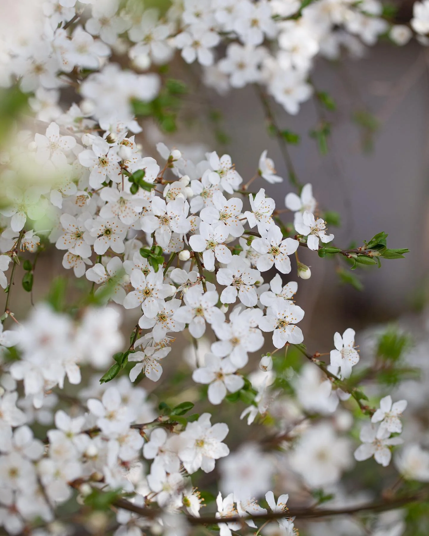 Die Anzucht ist bereits seit ein paar Wochen in vollem Gange. Auch auf dem Feld haben die ersten Vorbereitungen und Aufr&auml;umarbeiten gestartet.  Die Narzissen und Tulpen sind in den Startl&ouml;chern. Wir genie&szlig;en das Wetter und das Vogelge