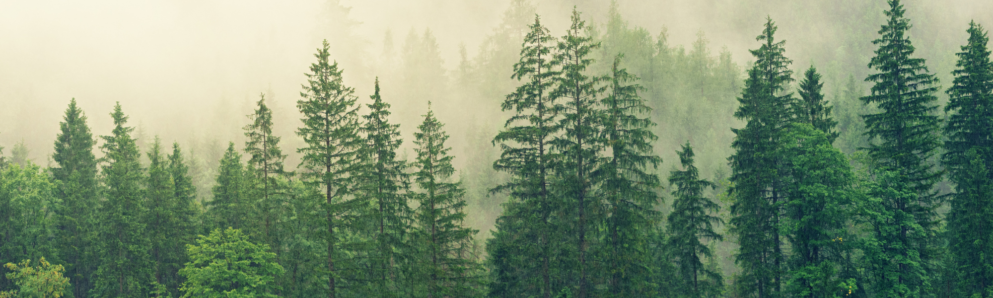 Our Climate Action Initiative Experience: Asia Pulp and Paper 