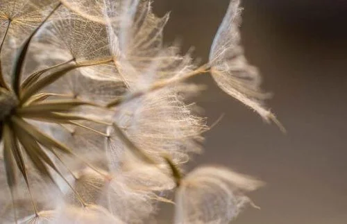Le conte de la fougère et du bambou