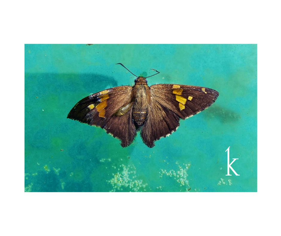 5C268538-E271-405D-8588-9028155332AD