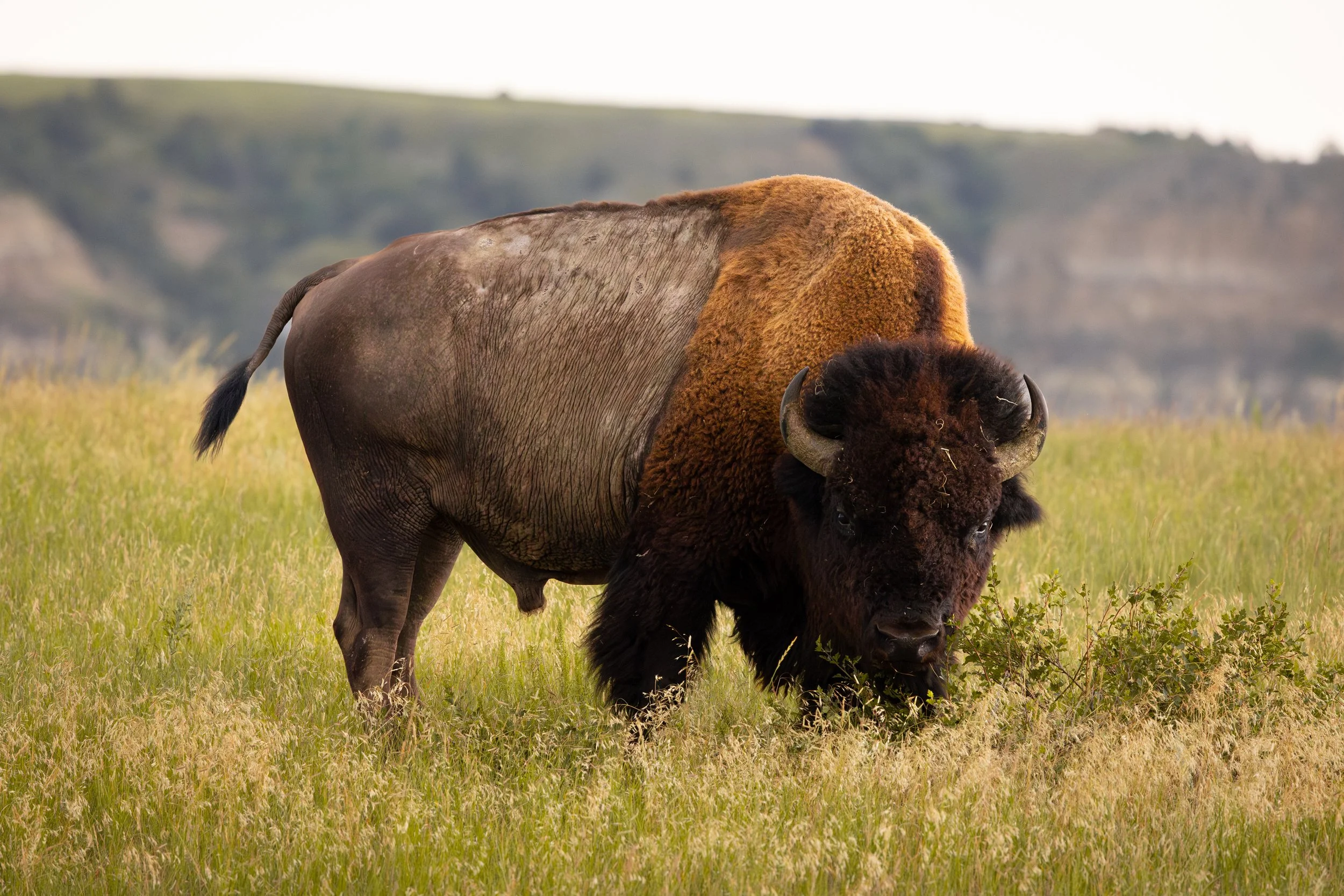 Bison-18.jpeg