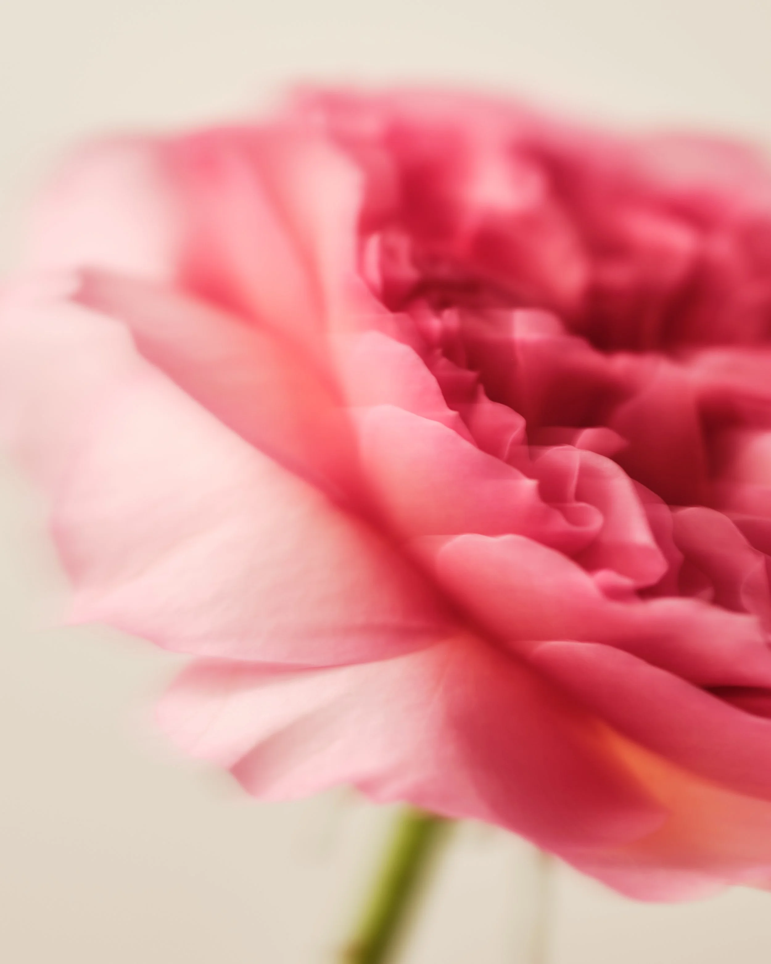 ROSE DE MAI FLORAL MACRO_25370.jpg
