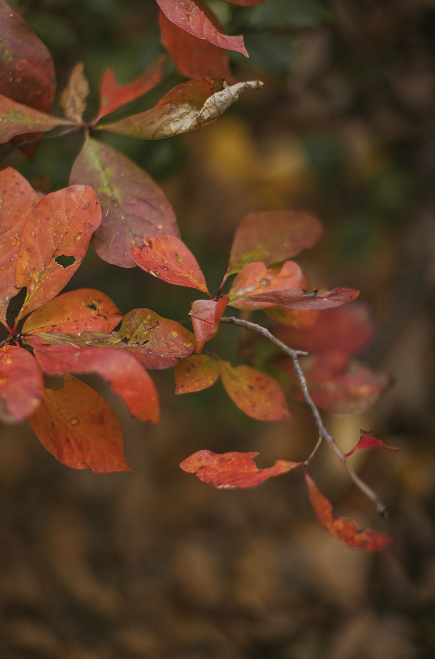 Where to see Fall colors in North Carolina this Fall 