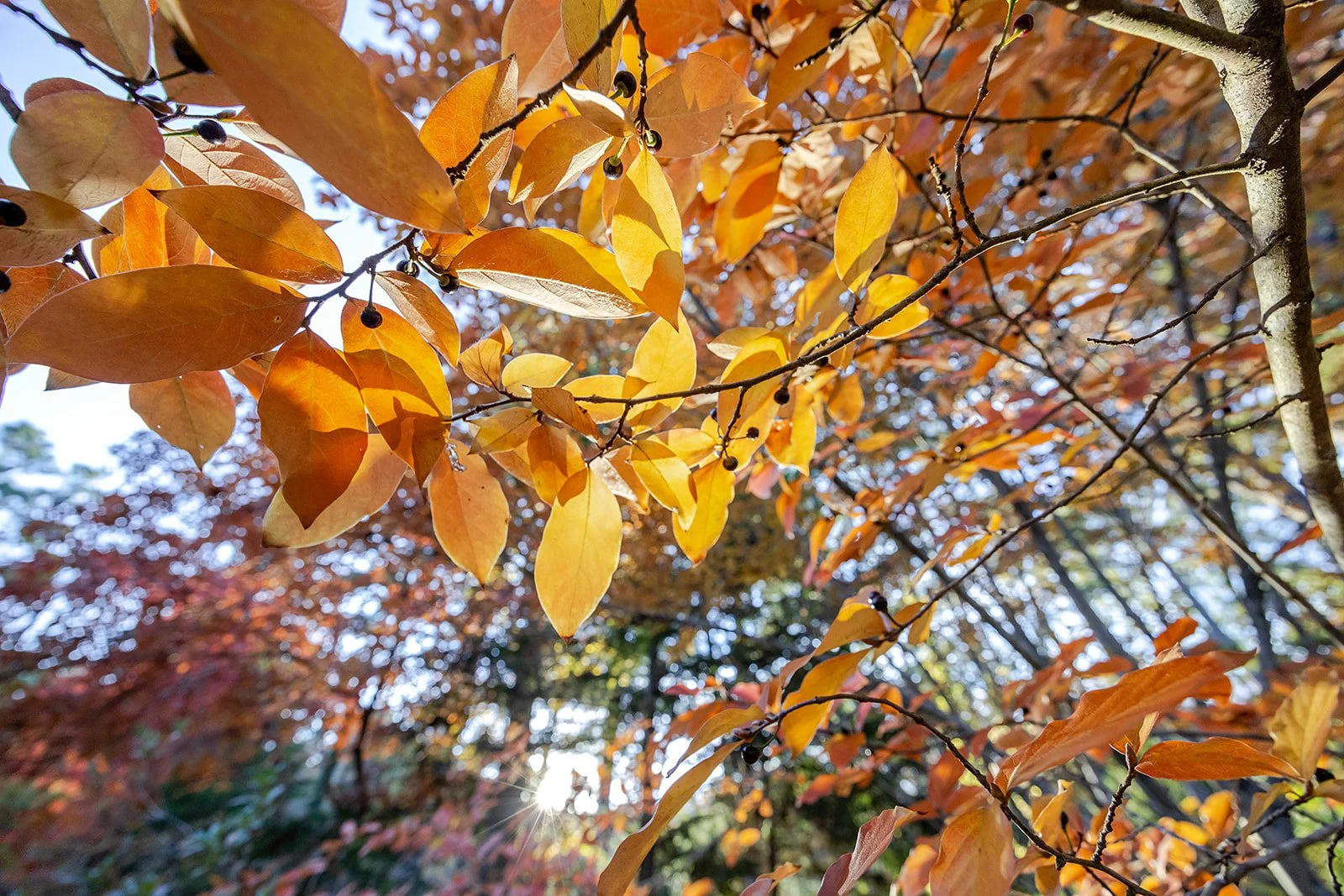 Yellow Fall Leaves on Trees
