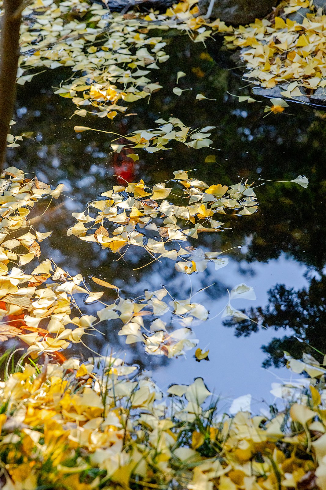 Yellow Fallen Leaves on Pond in Durham NC