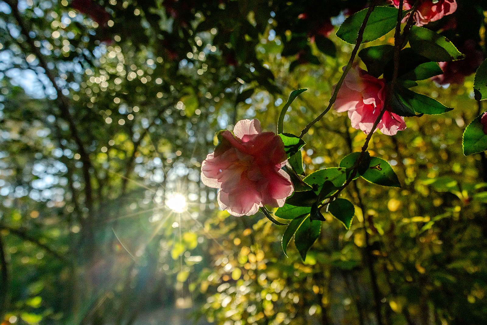 Pink Flowers On Trees with Sun Shining Through Background