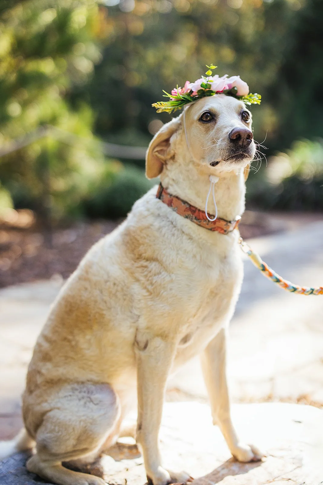 White dog sits with a flower crown surrounded by spring foliage during an engagement photoshoot at Duke Gardens in Durham, NC