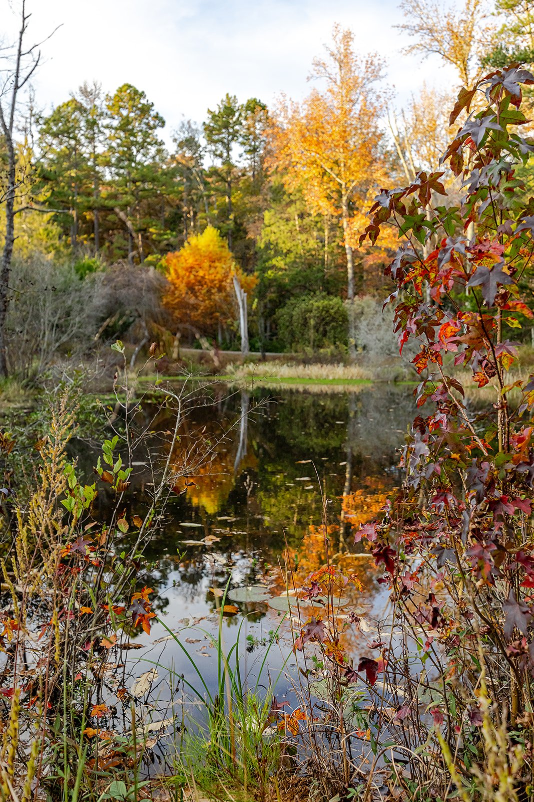 Fall Leaves Around Pond in Durham NC