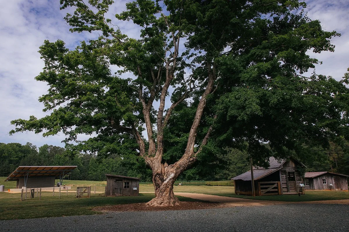 Big Tree Located Blackwood Farm Park