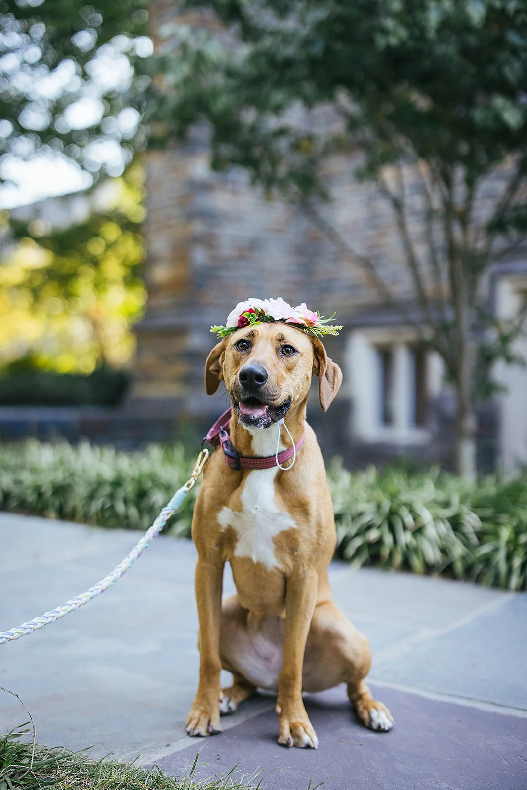 Brown dog sits with a flower crown during a surprise engagement photoshoot at Duke Gardens in Durham, NC