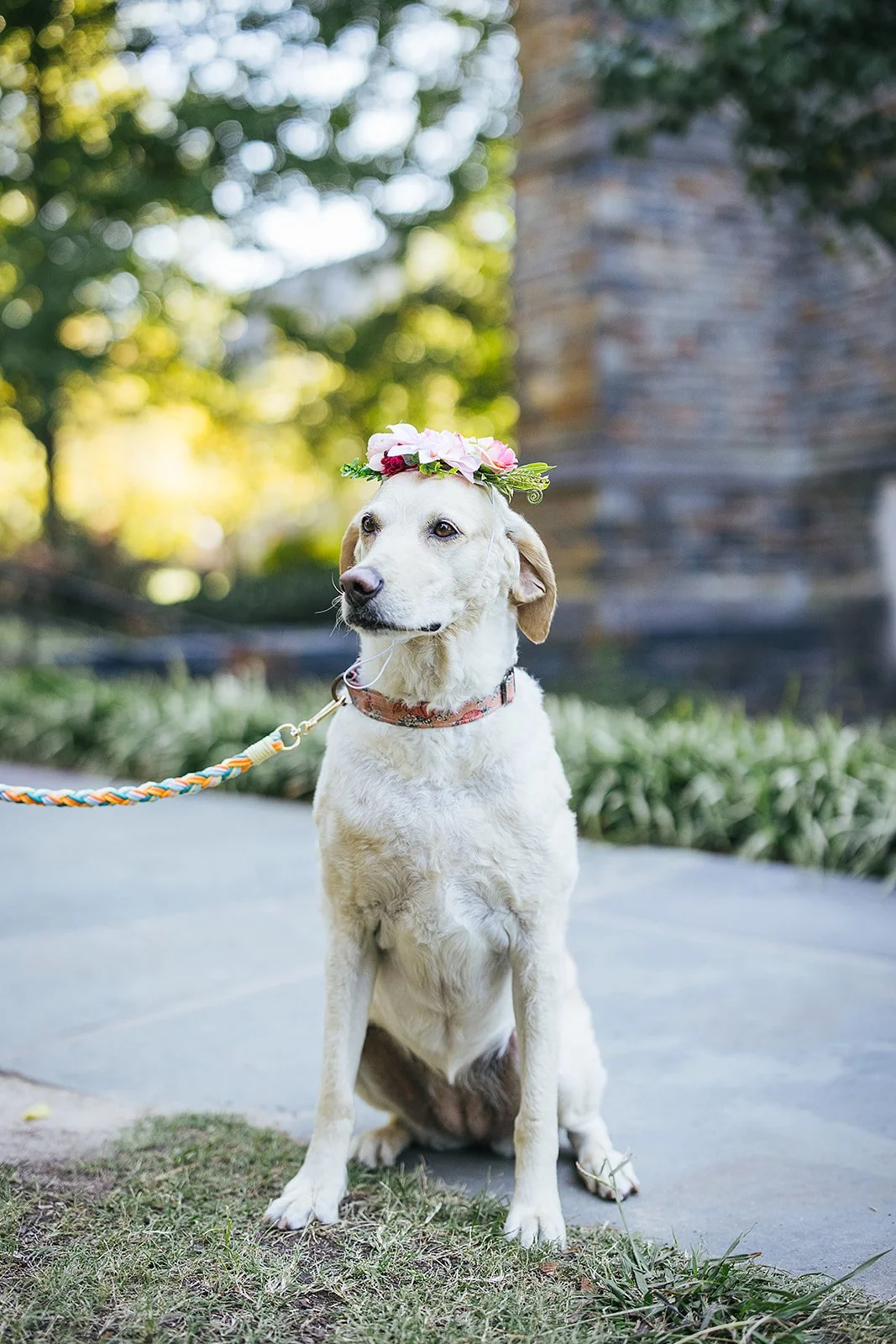 A dog sits with a flower crown and colorful braided leash during a surprise engagement photoshoot in Duke Gardens in Durham, NC