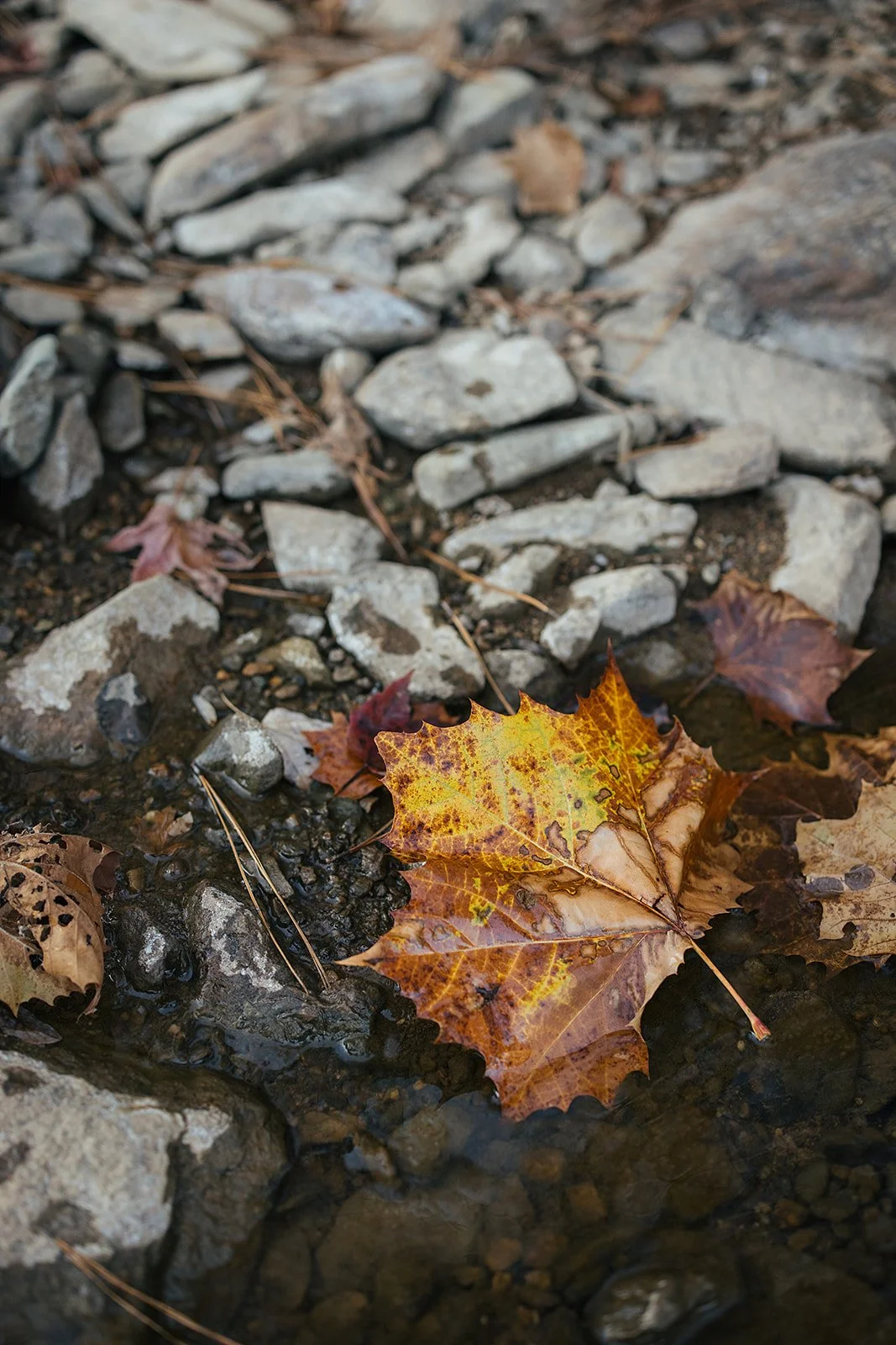 An autumn leaf among river rocks
