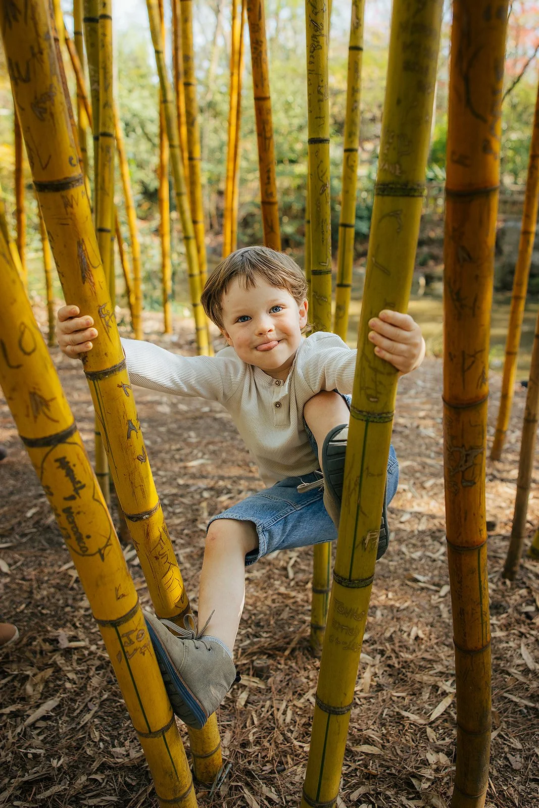 Young Boy Climbing in Bamboo Trees During Family Photography Session At Duke Gardens