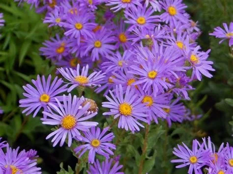 ny aster.jpg