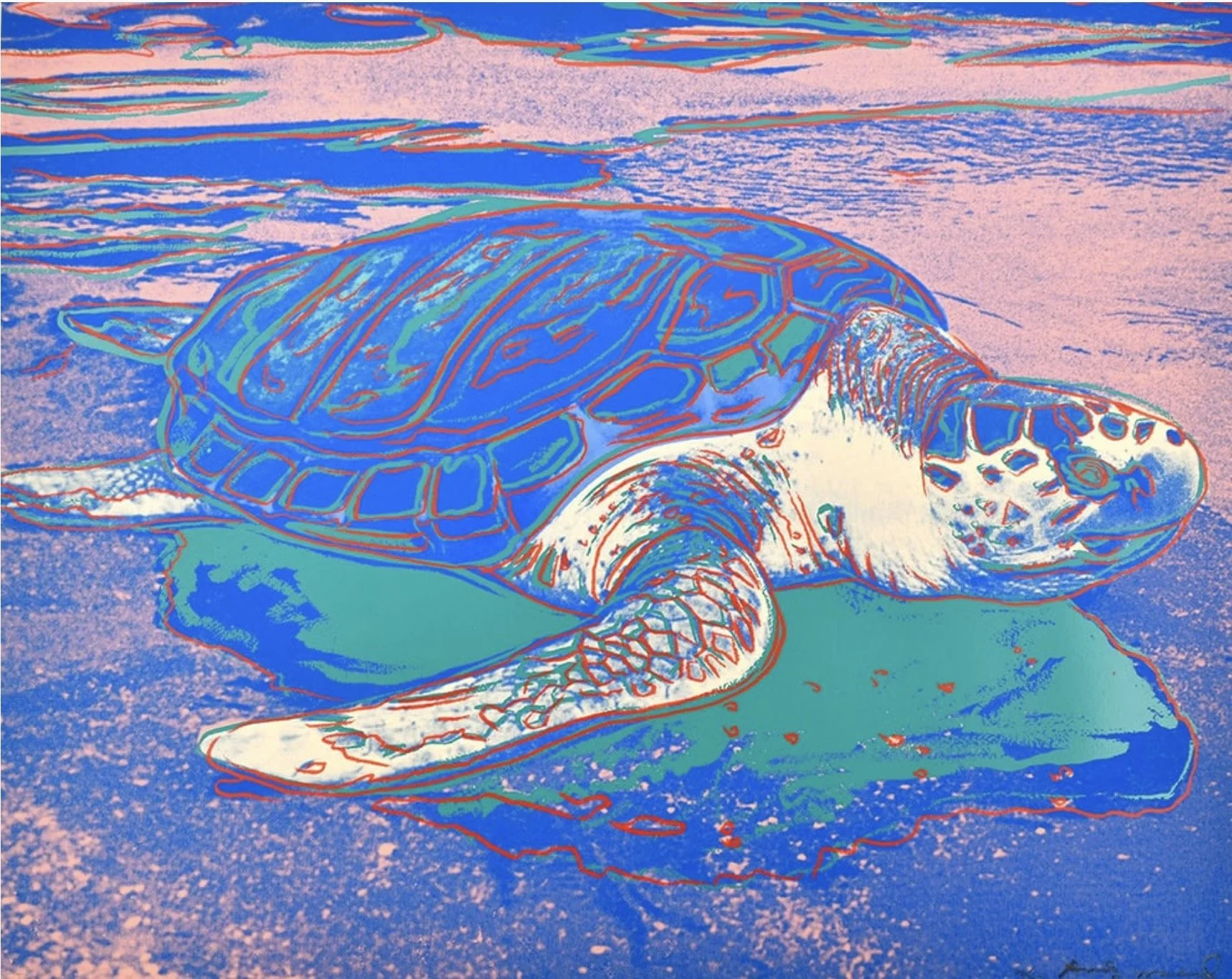 turtle.jpg