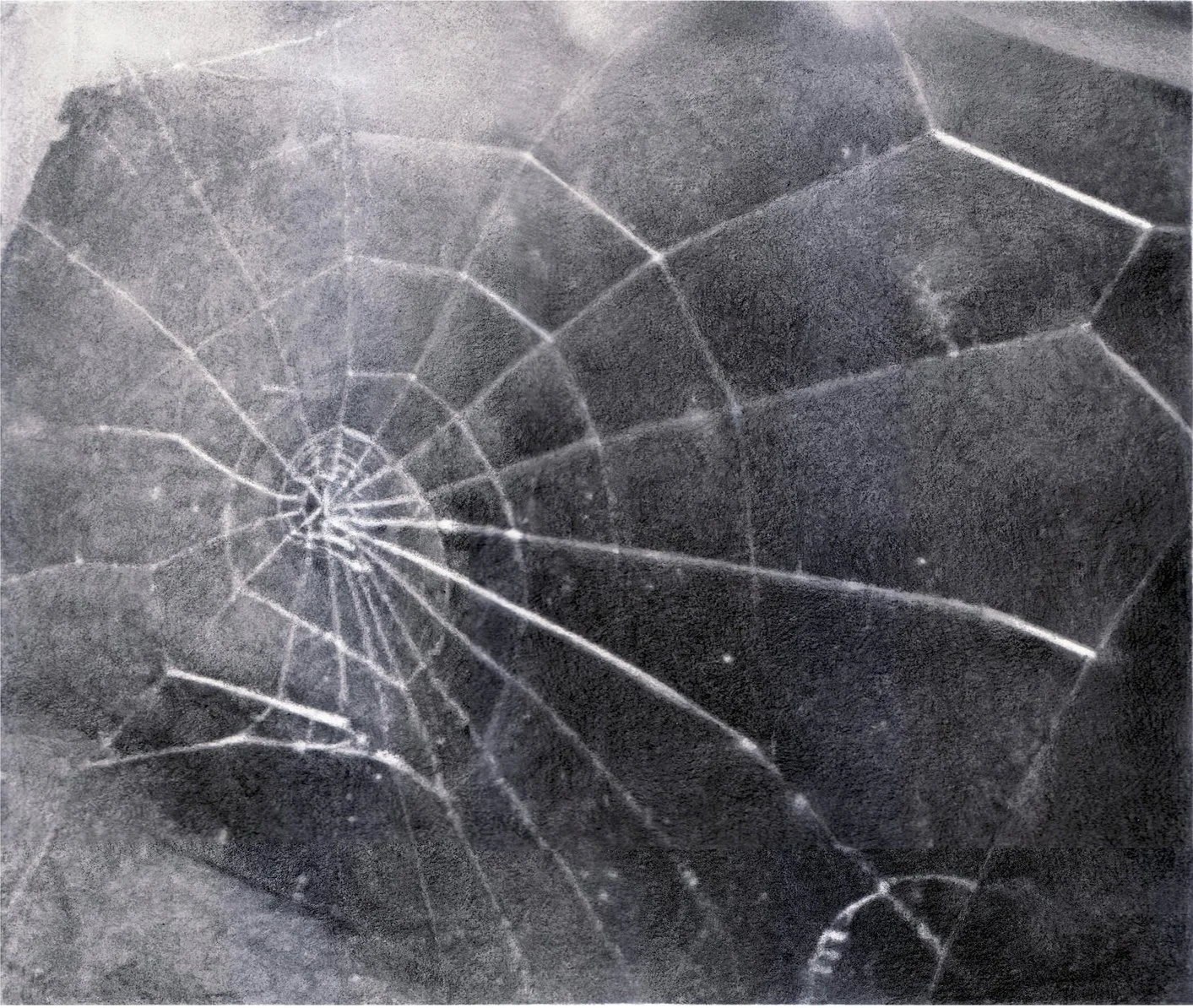 Spider Web.jpg