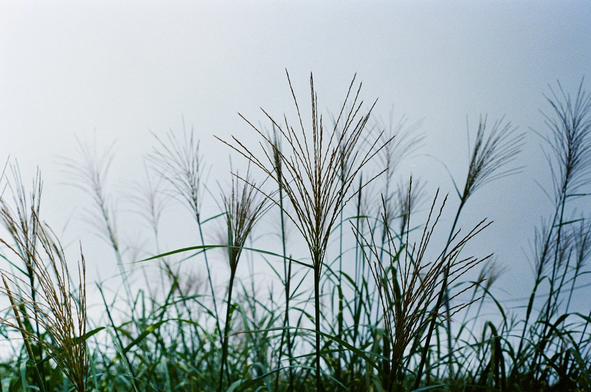 Like a Million Whispers