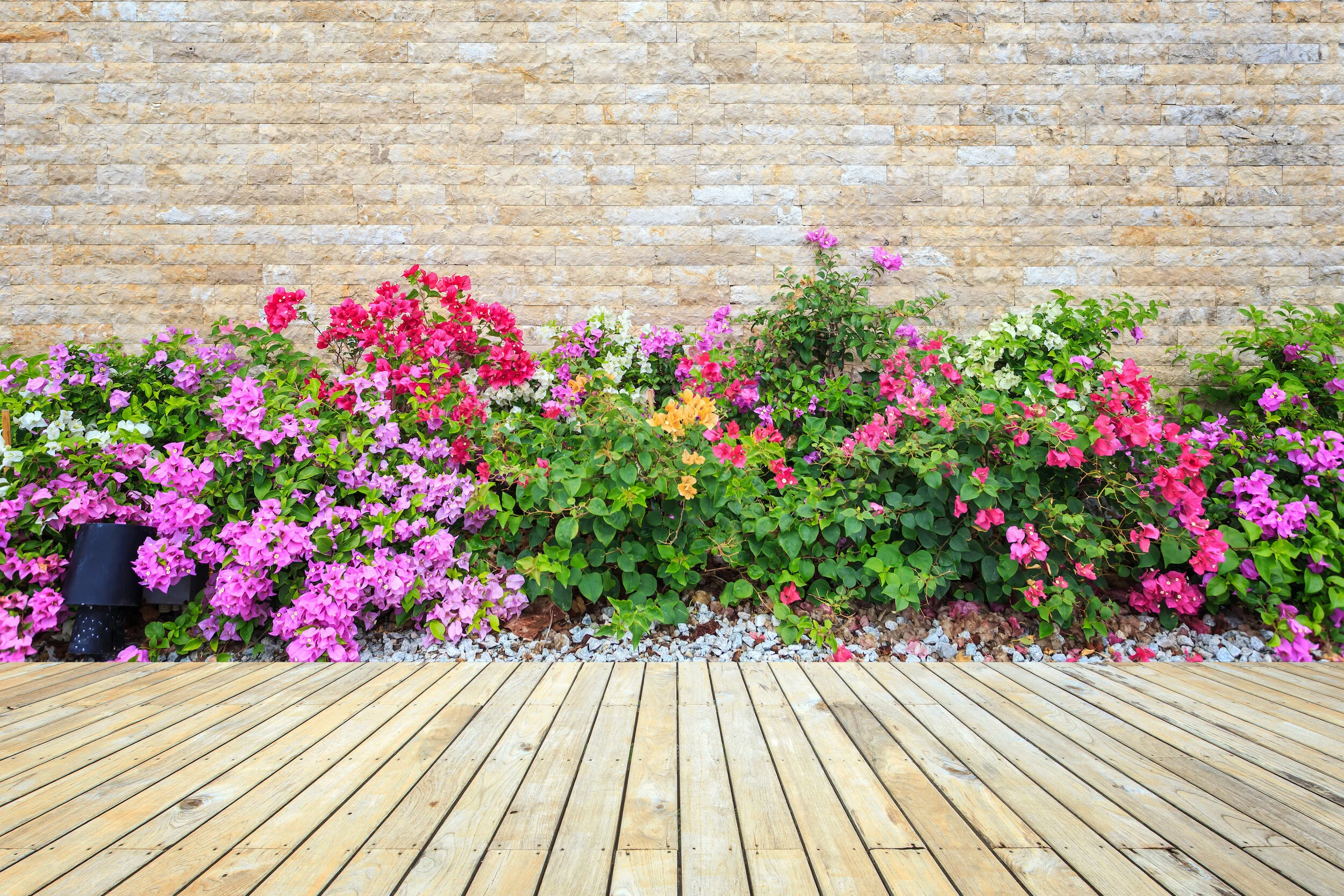 geraniums_with_deck_2500w.jpeg