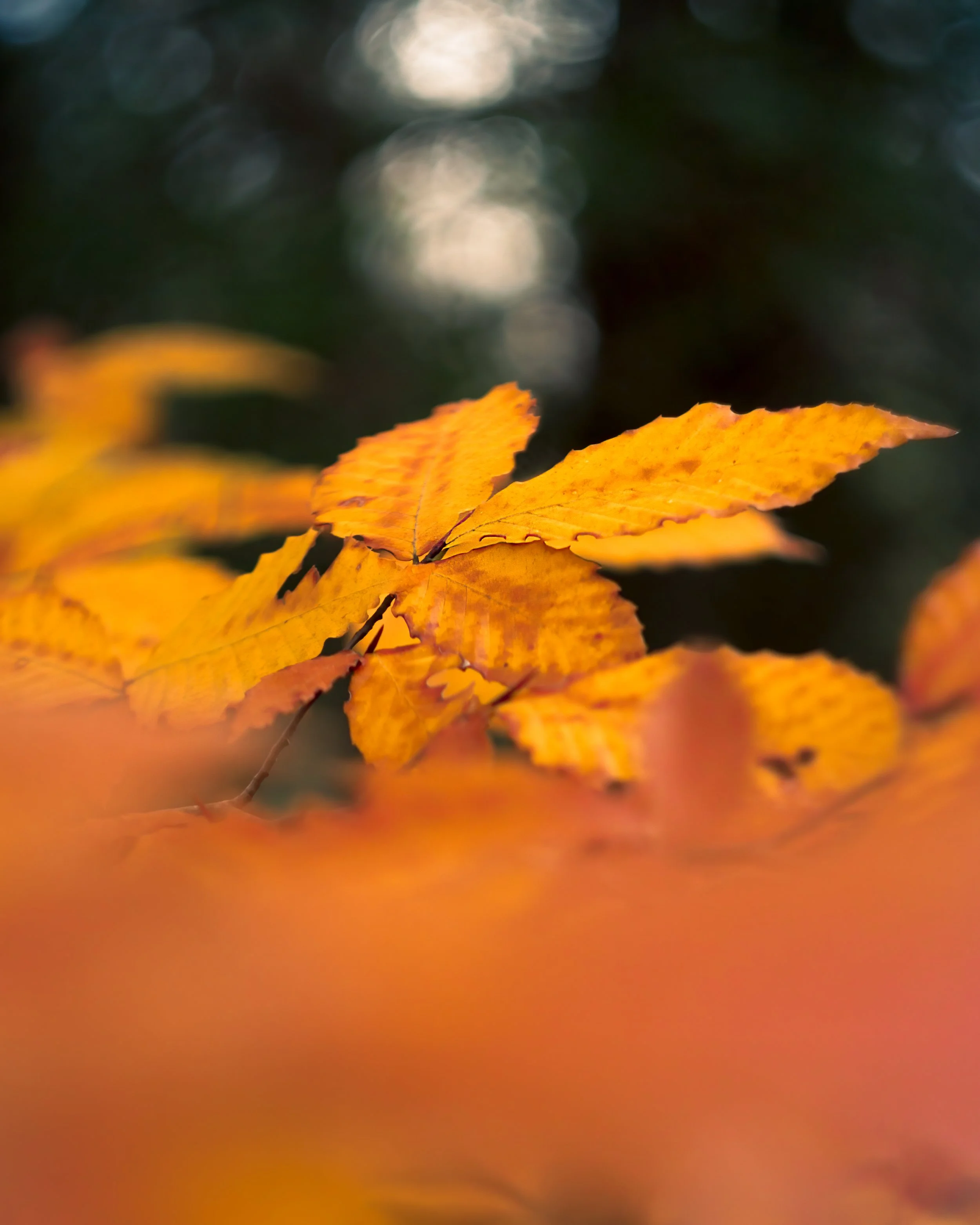 Nature-Meditations_Photo-.jpg