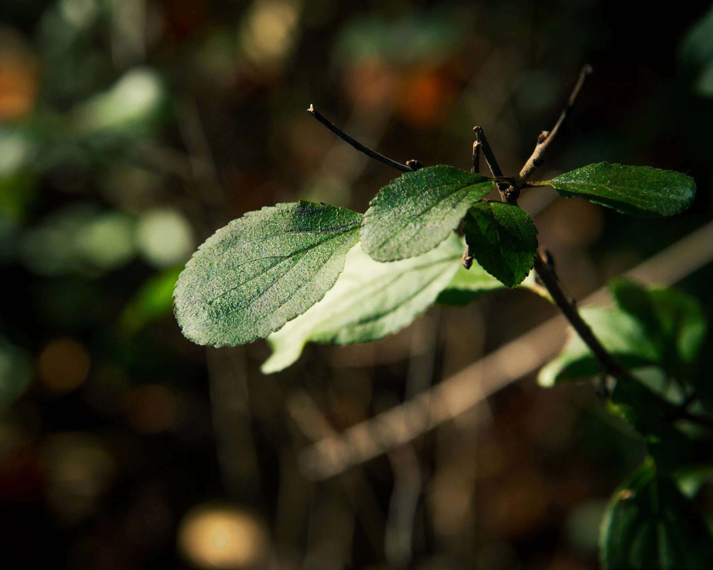 Nature-Meditations_Photo-0014.jpg