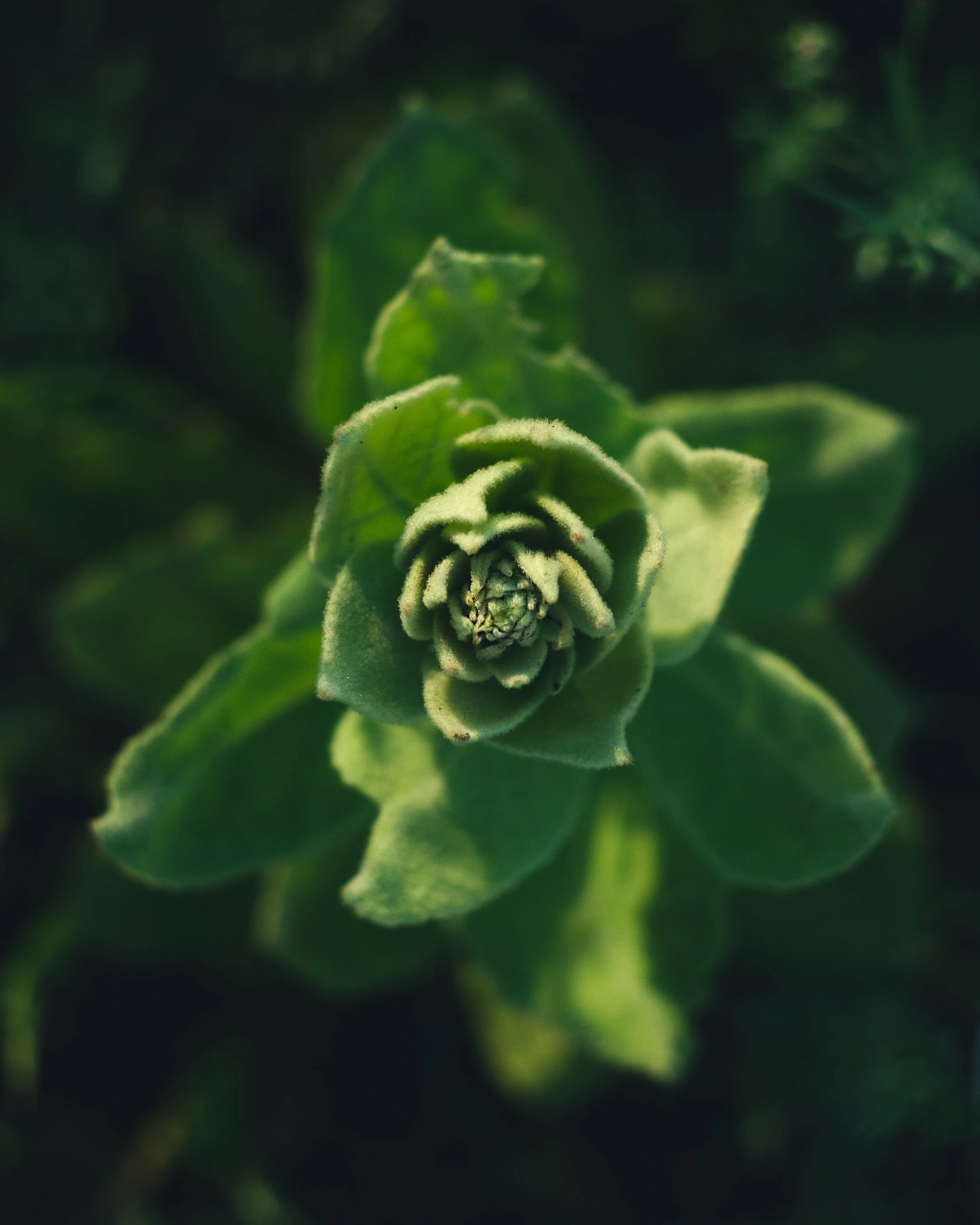 Nature-Meditations_Photo-0037.jpg