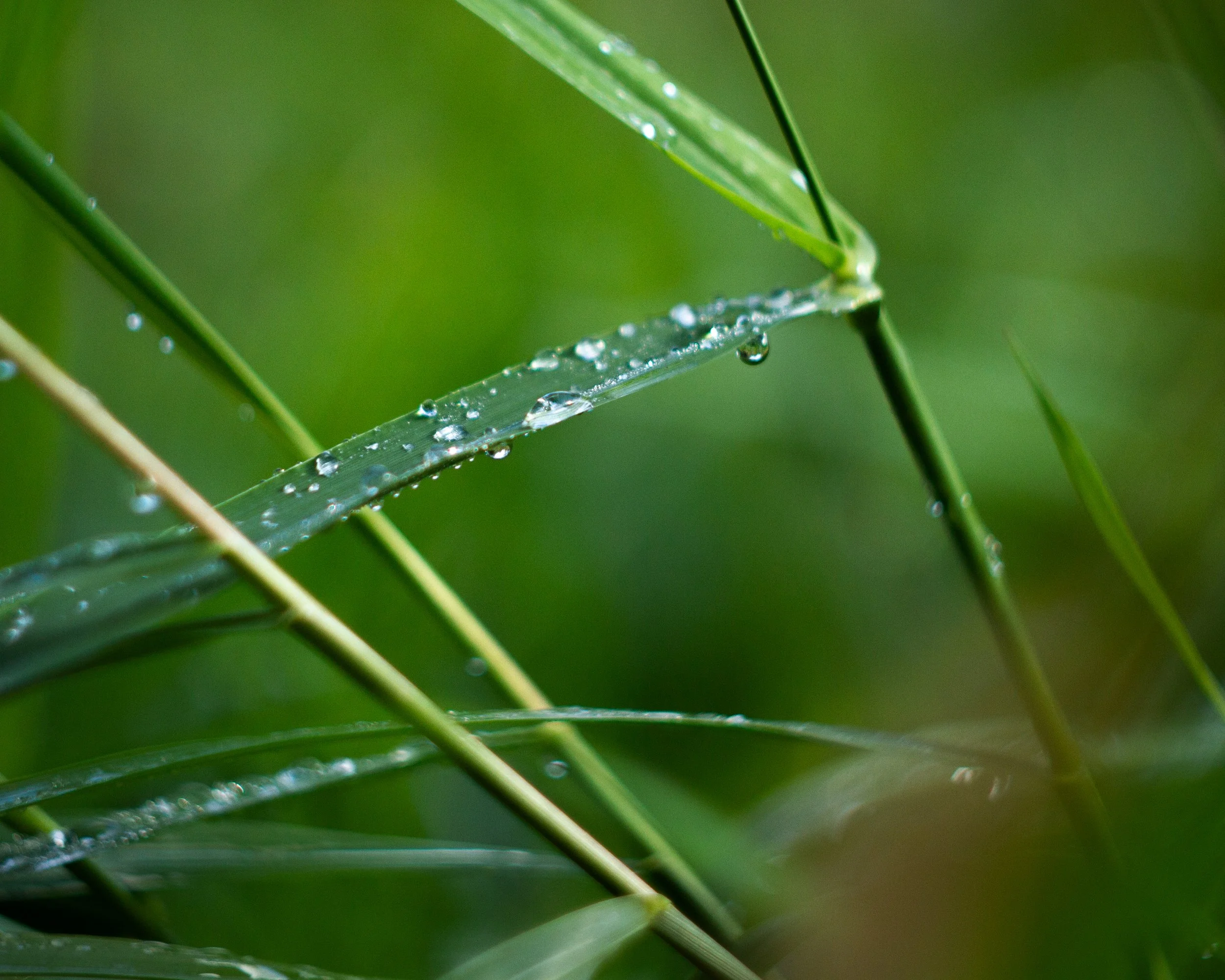 Nature-Meditations_Photo-0044.jpg