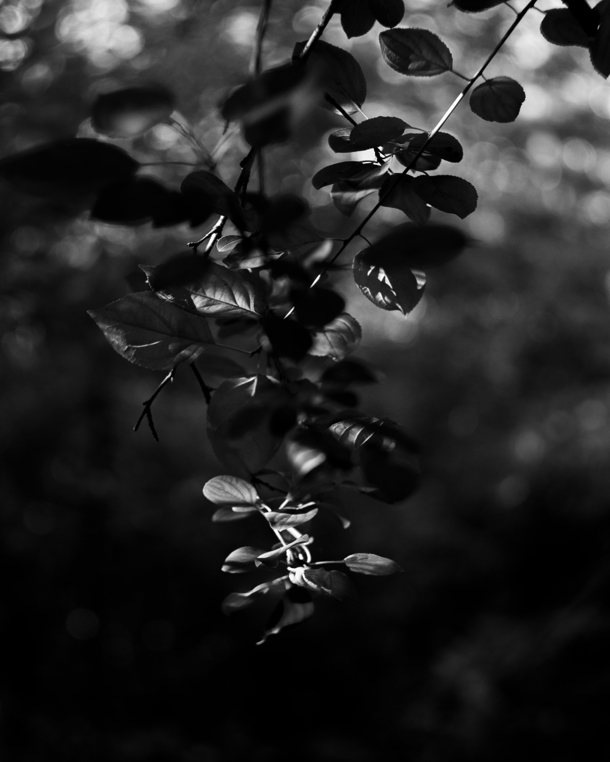 Nature-Meditations_Photo-0059.jpg