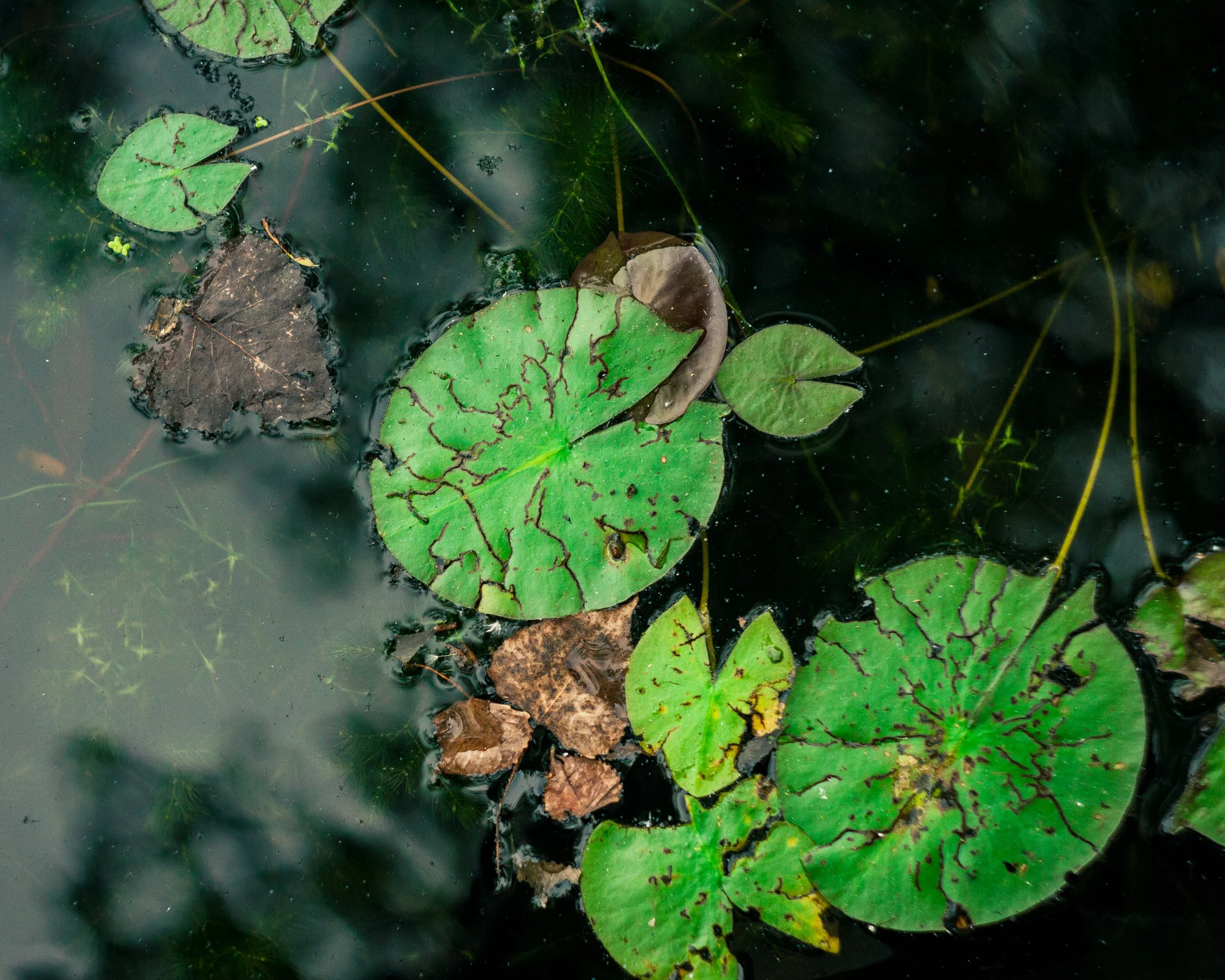Nature-Meditations_Photo-0098.jpg