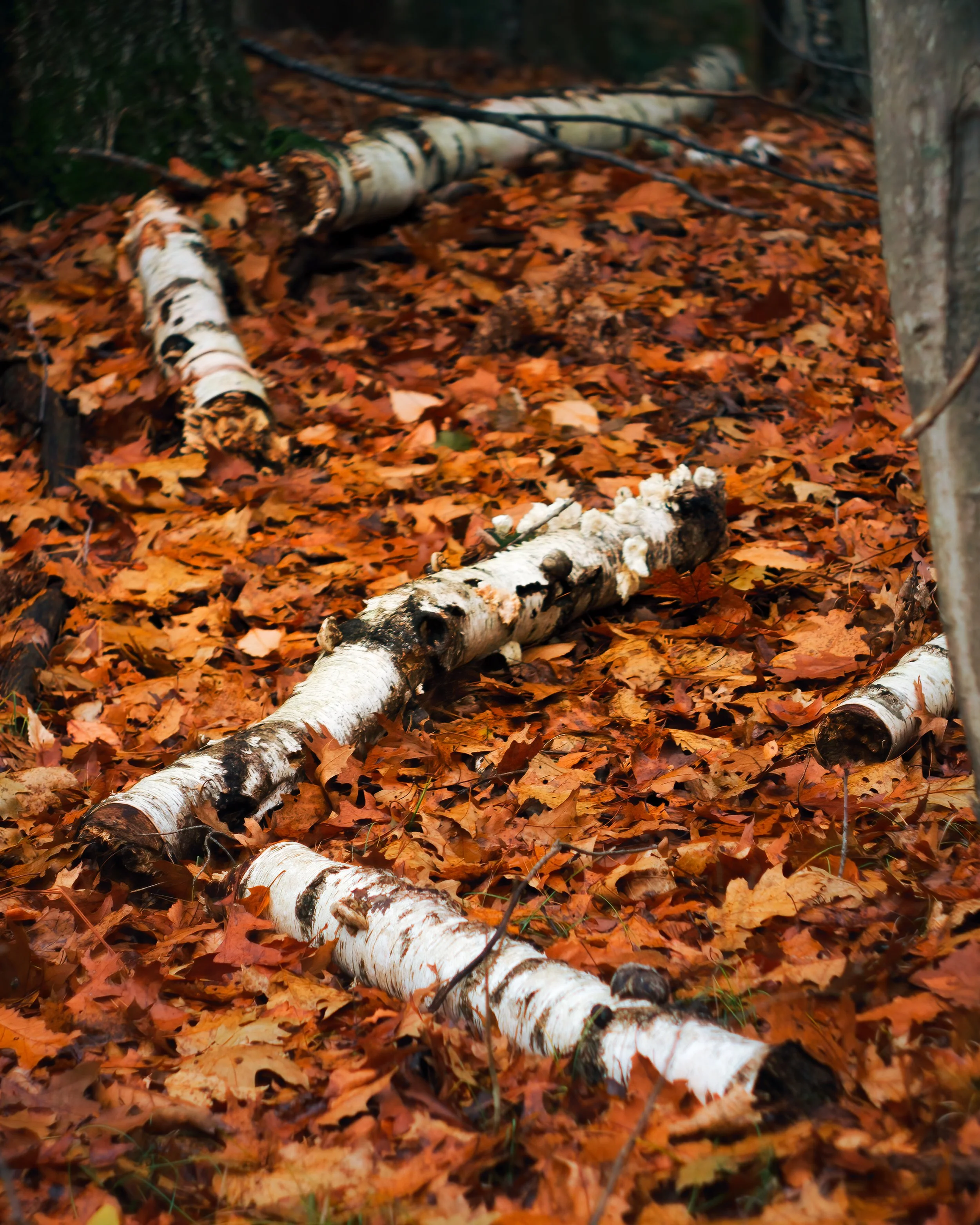 Nature-Meditations_Photo-0307.jpg