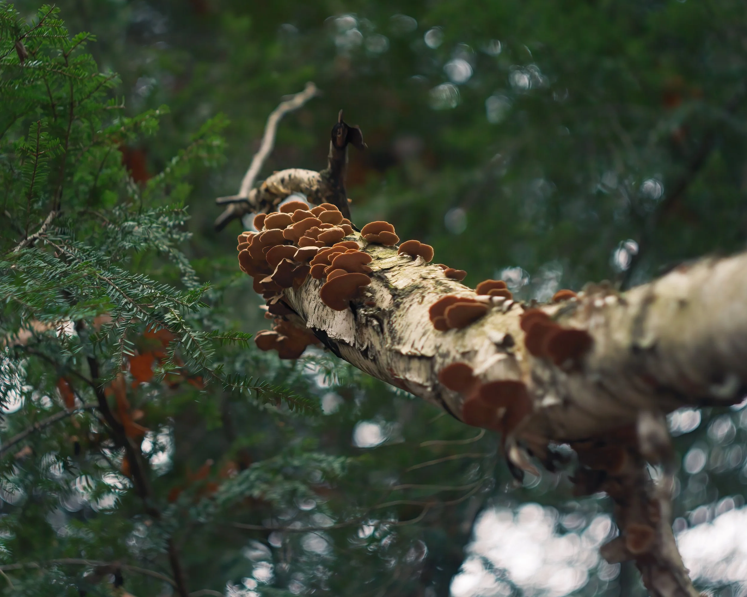 Nature-Meditations_Photo-0351.jpg