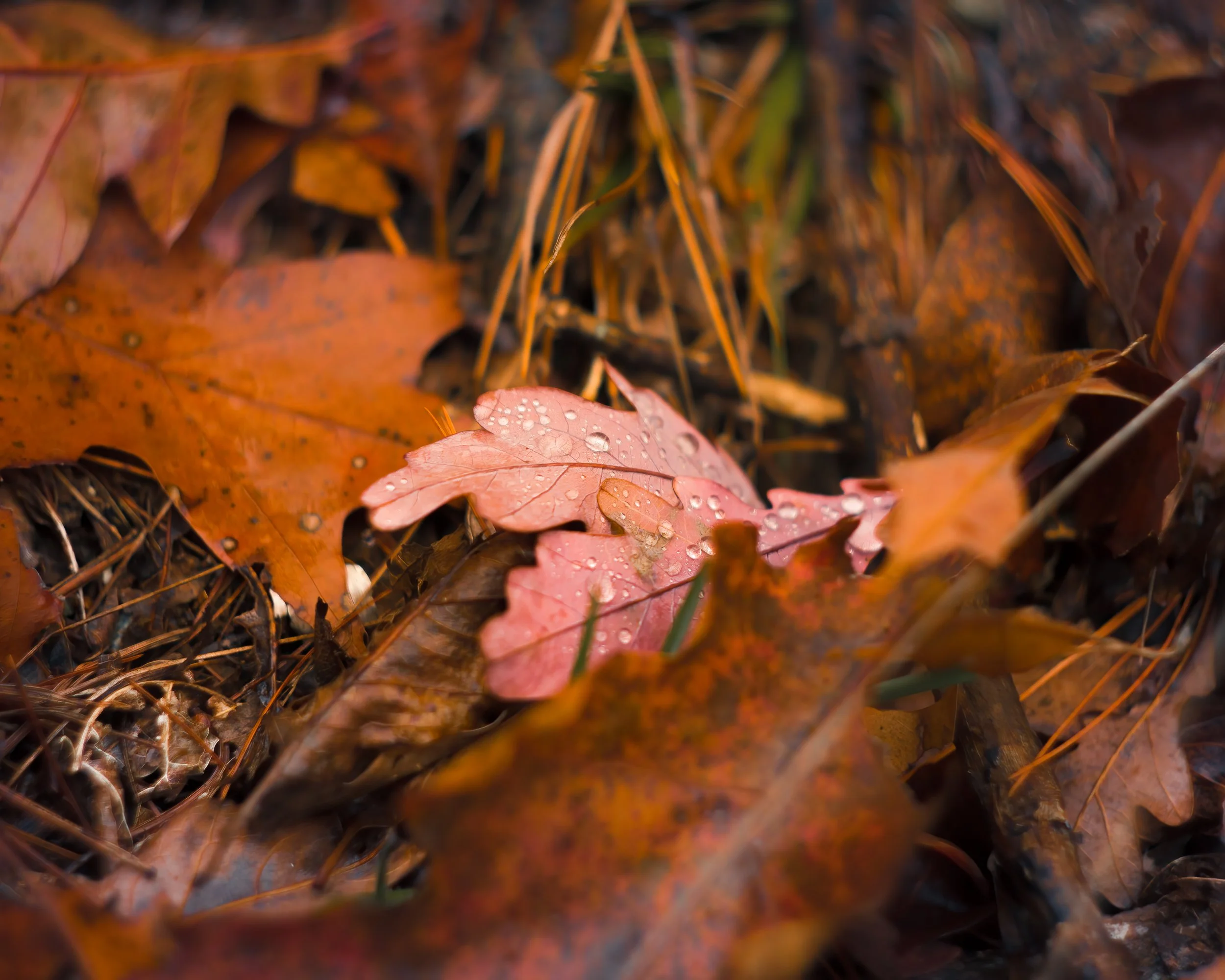 Nature-Meditations_Photo-0356-1.jpg