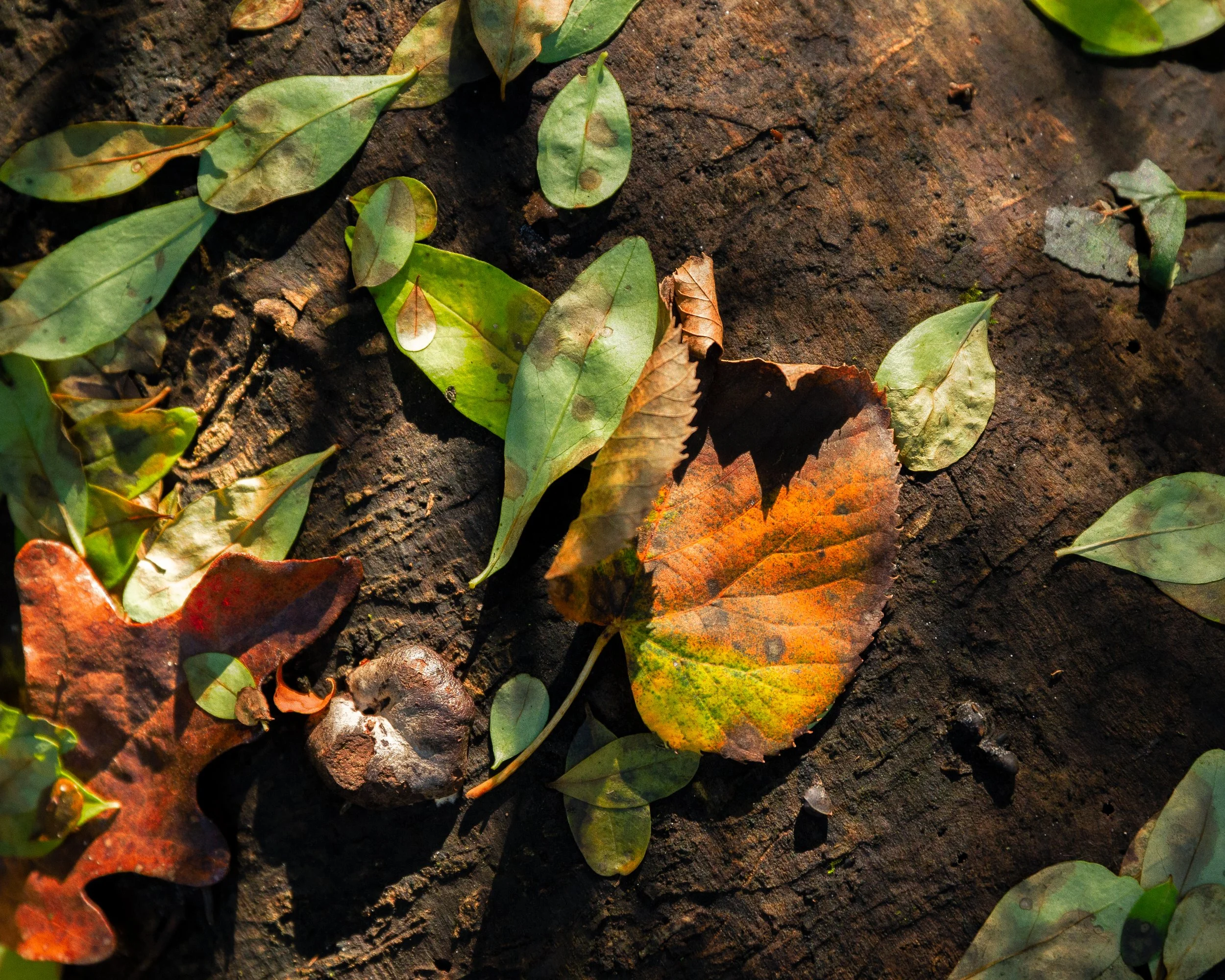 Nature-Meditations_Photo-0356.jpg