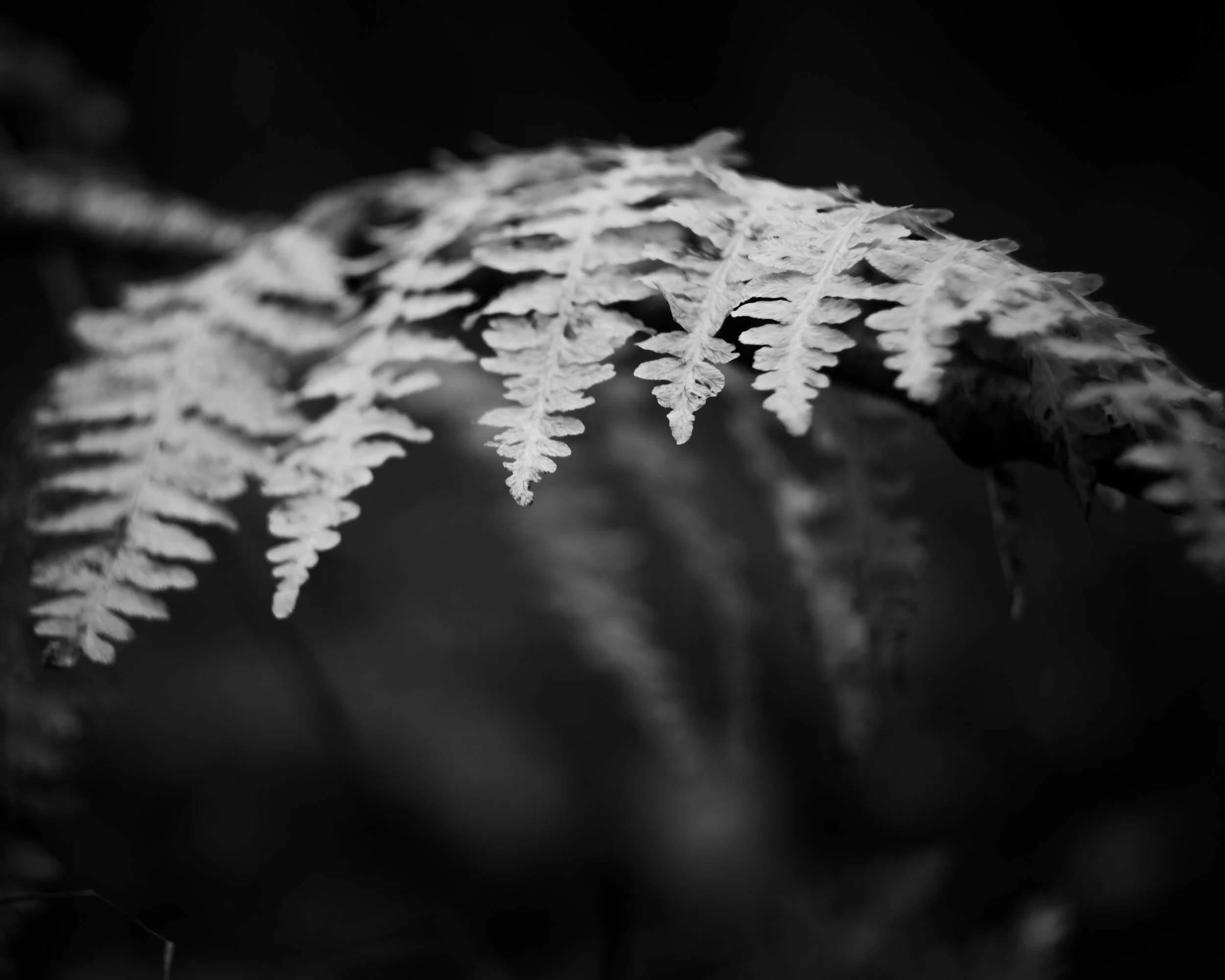 Nature-Meditations_Photo-0531.jpg