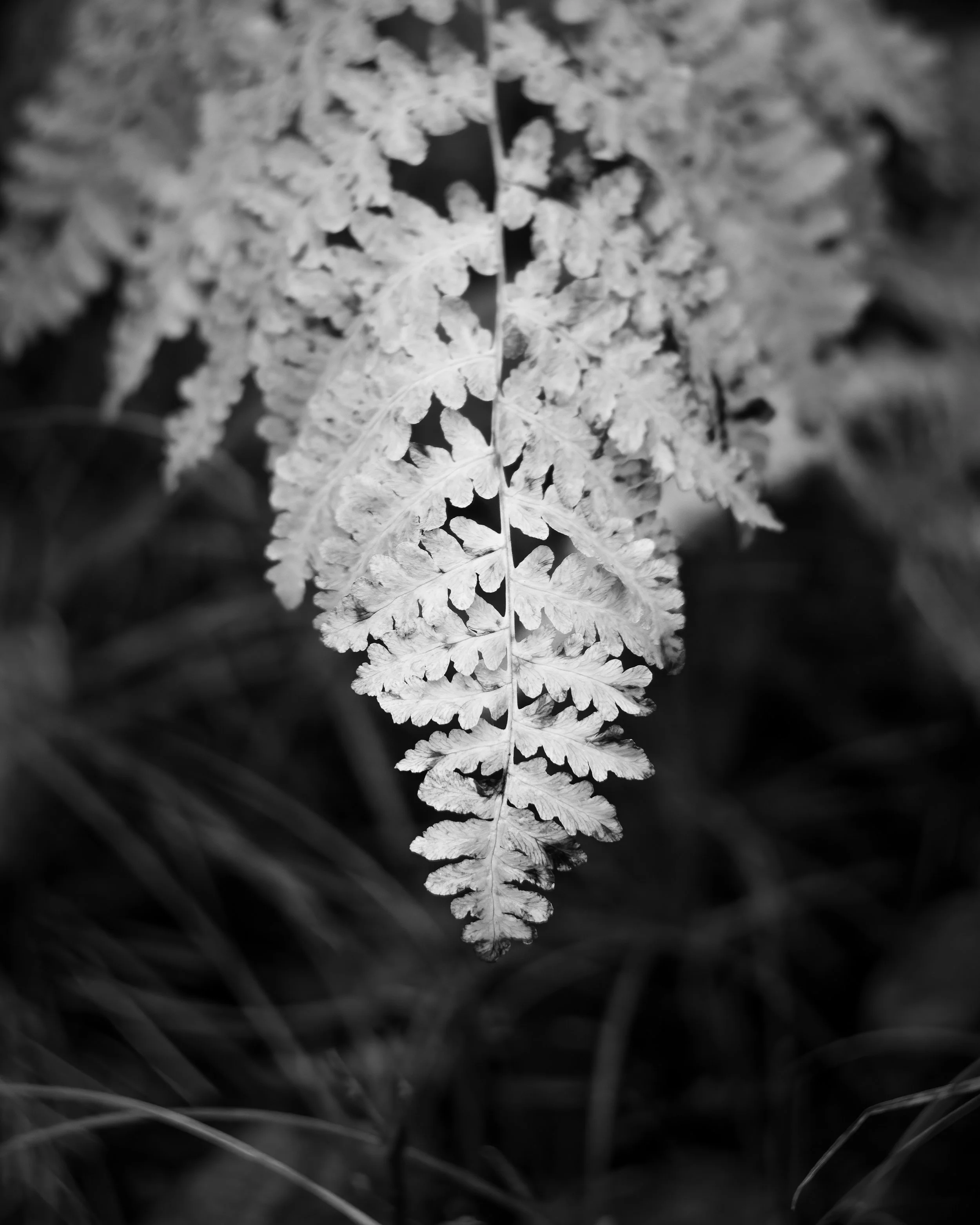 Nature-Meditations_Photo-0540.jpg