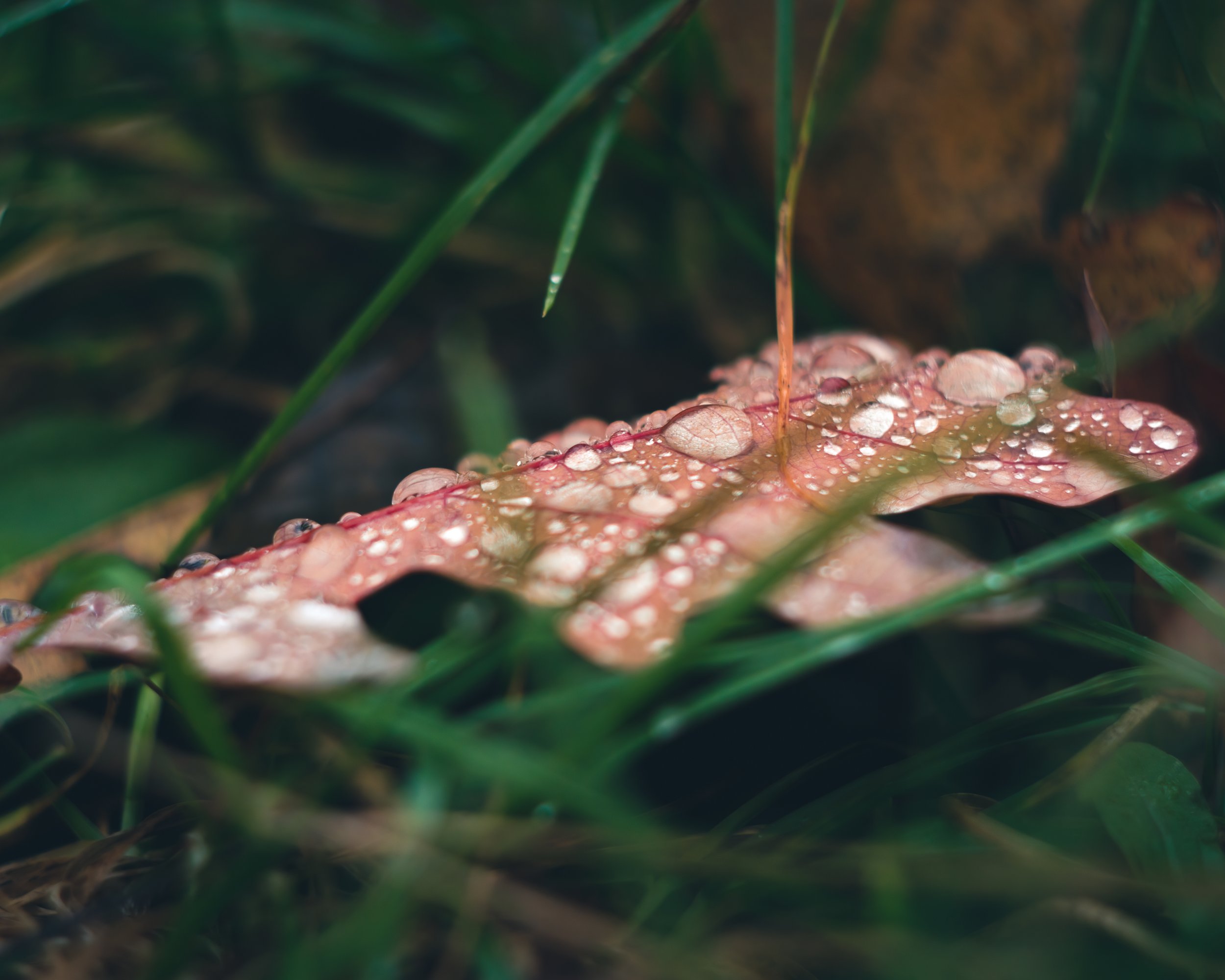 Nature-Meditations_Photo-0629.jpg